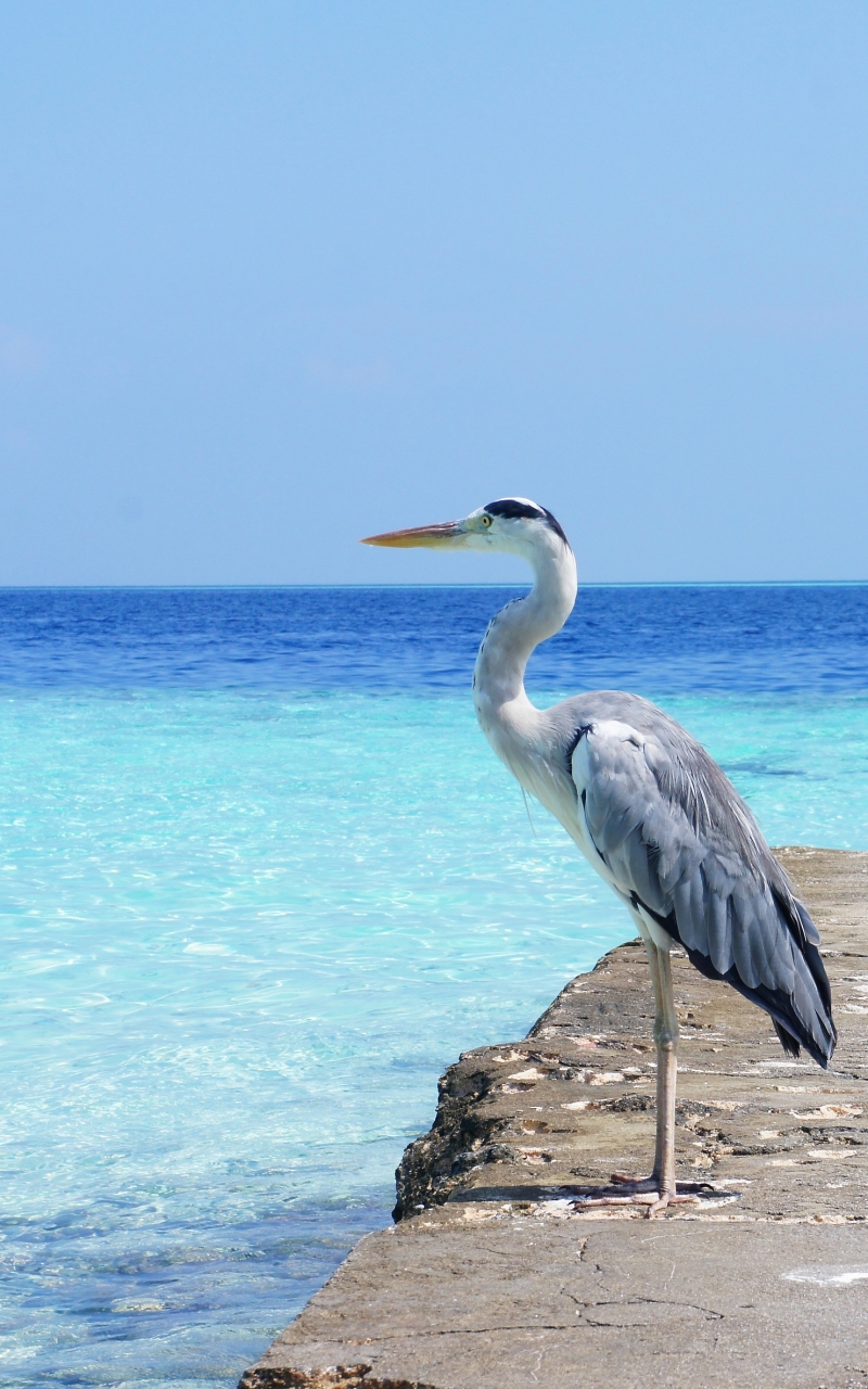 Download mobile wallpaper Birds, Water, Heron, Horizon, Pier, Bird, Animal for free.