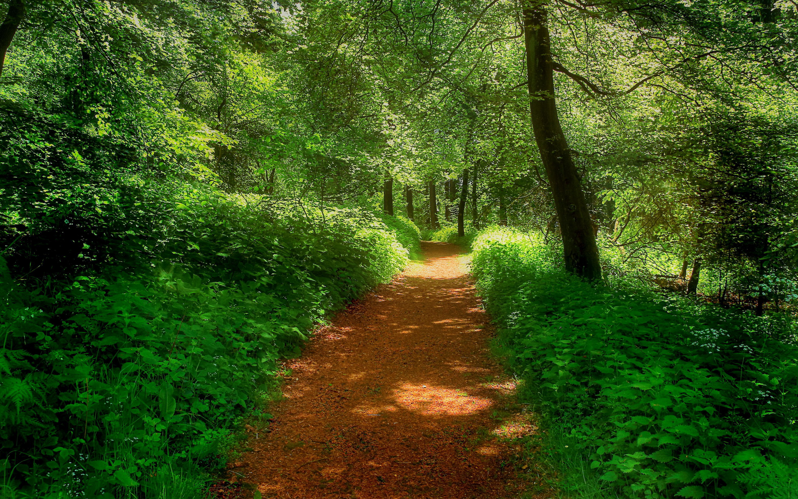 Скачать обои бесплатно Лес, Зеленый, Дорожка, Земля/природа картинка на рабочий стол ПК