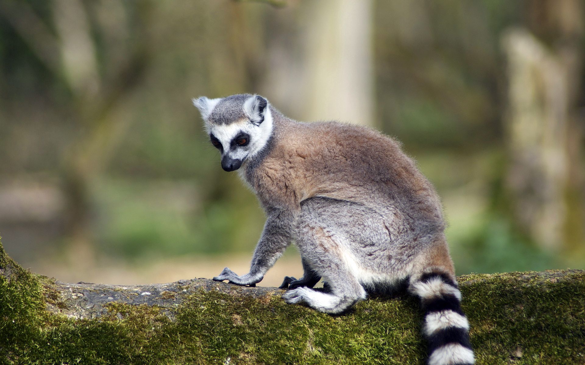Download mobile wallpaper Lemur, Striped, Tail, Animals, Animal for free.