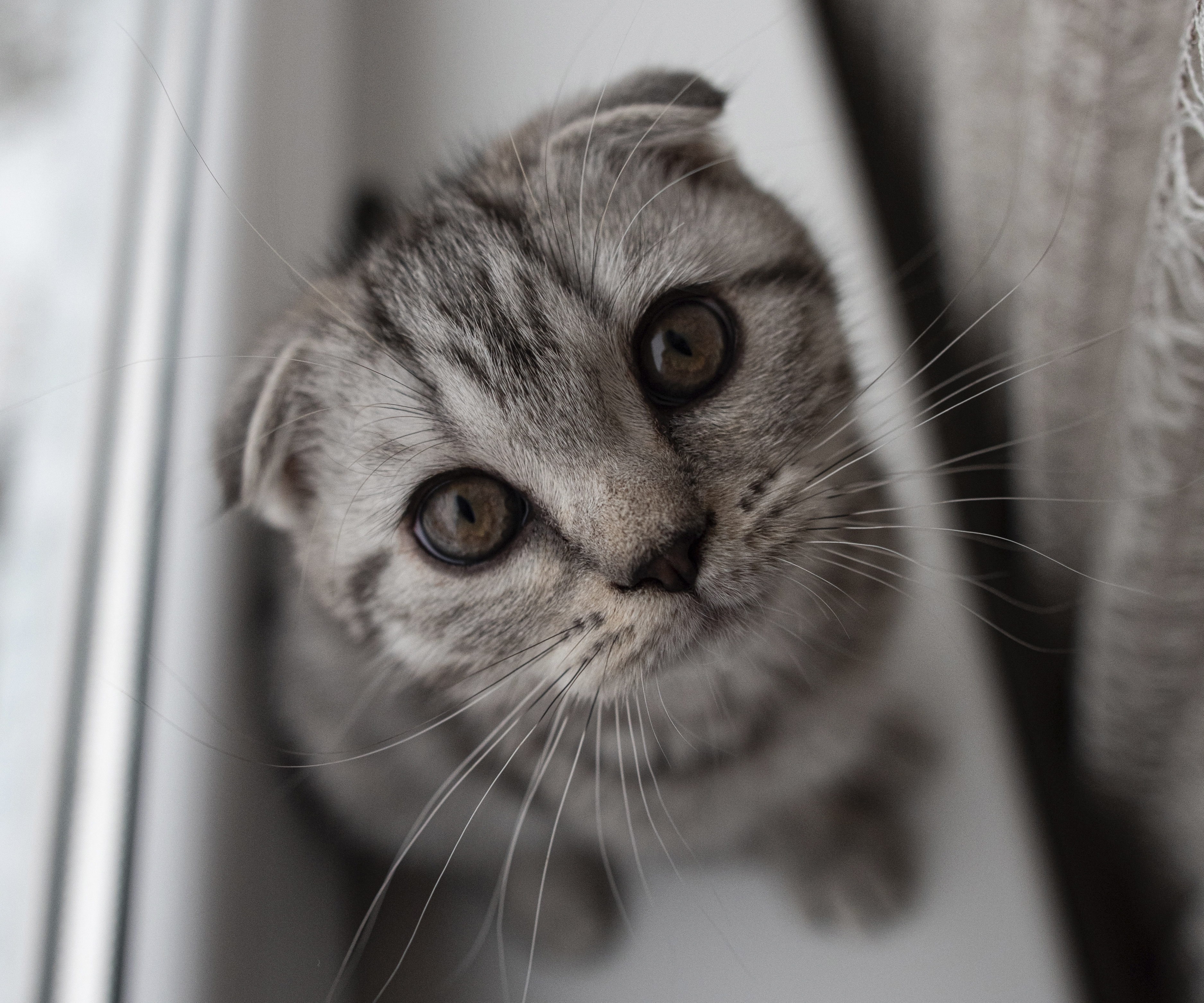 Téléchargez gratuitement l'image Animaux, Chats, Chat, Chaton, Bébé Animal sur le bureau de votre PC