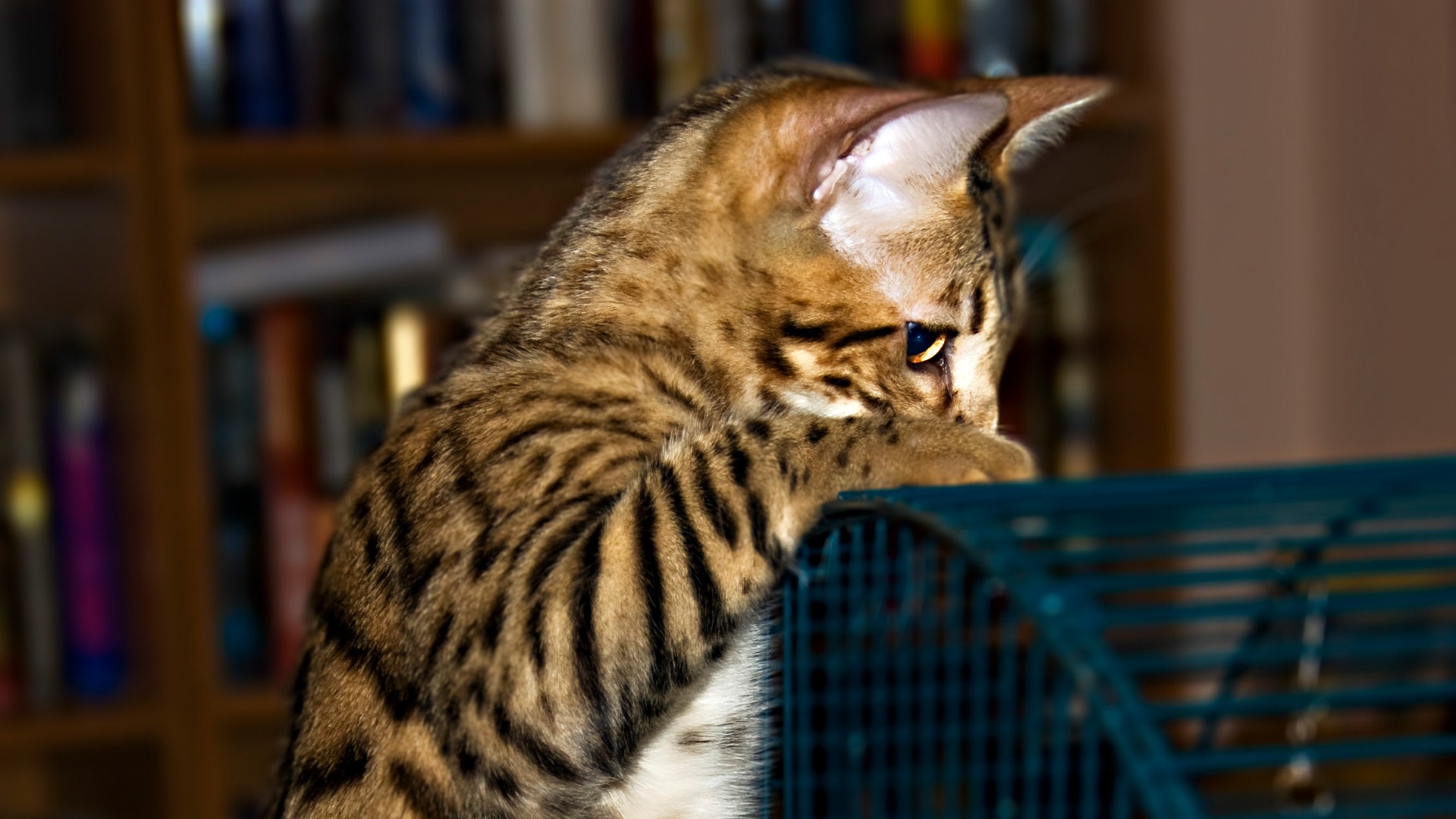 Baixe gratuitamente a imagem Animais, Gatos, Gato na área de trabalho do seu PC