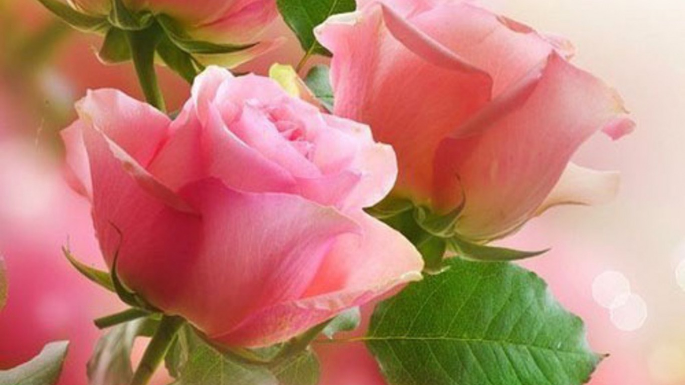 earth, rose, pink rose, flowers 32K