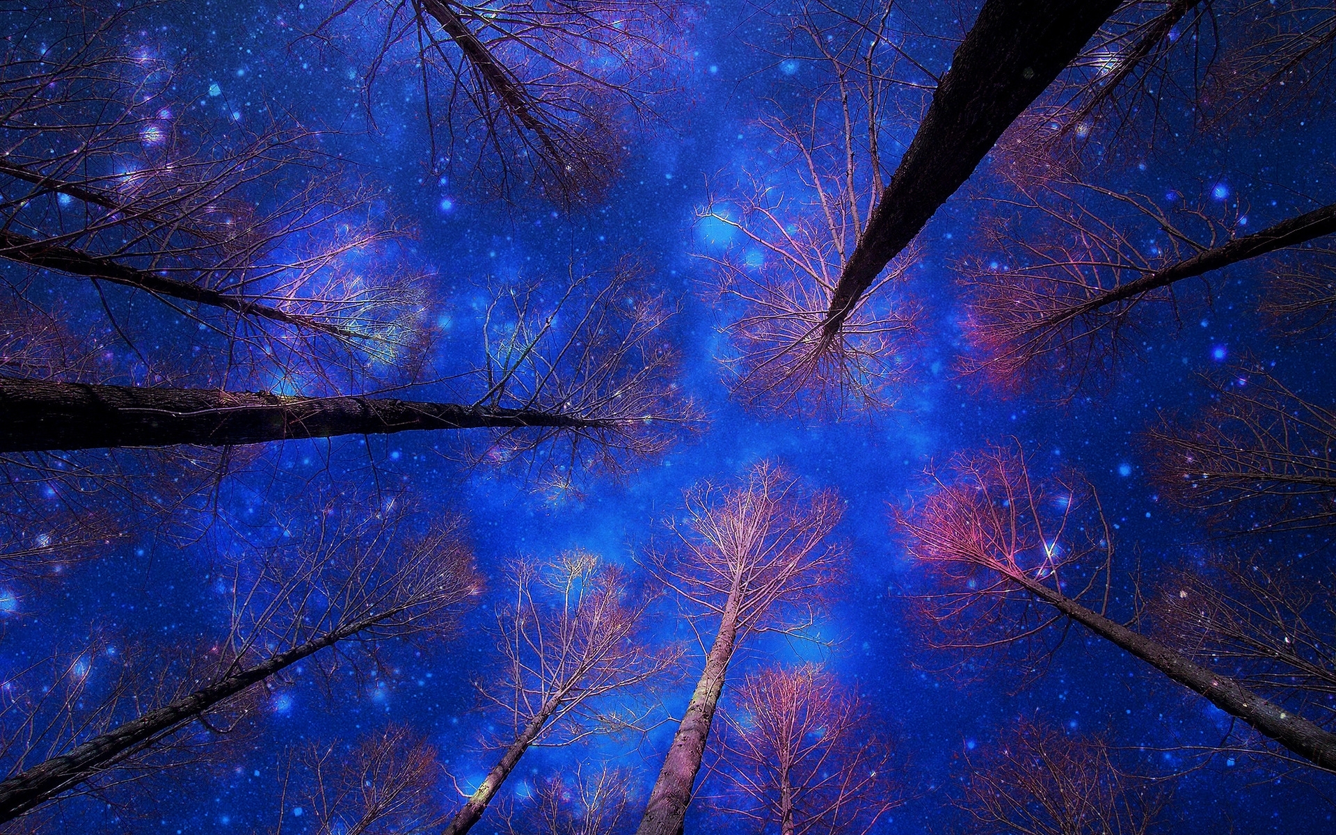 Download mobile wallpaper Sky, Tree, Starry Sky, Earth, Canopy for free.