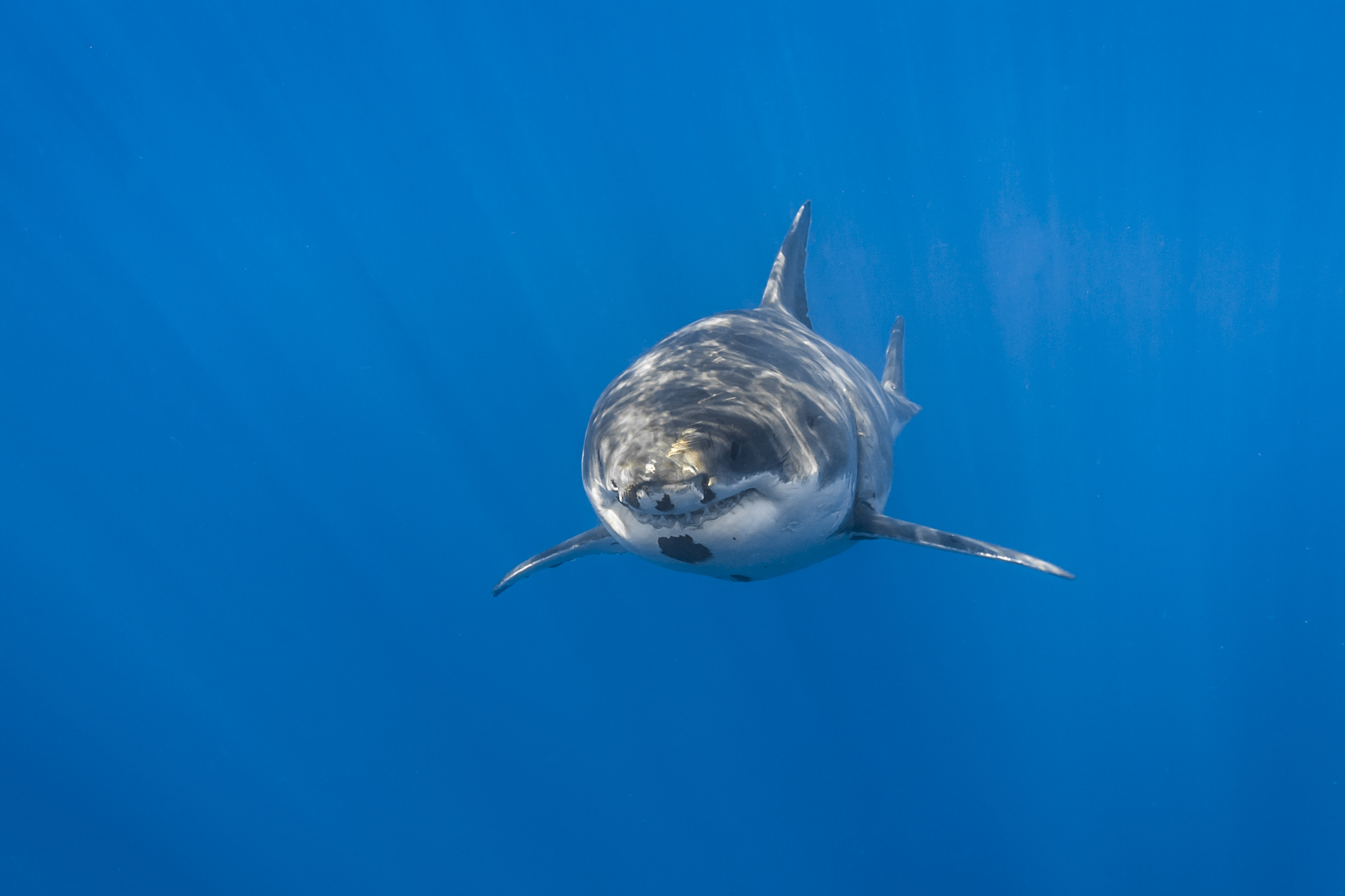 Descarga gratis la imagen Animales, Tiburones, Tiburón, Submarina, Vida Marina, Pez en el escritorio de tu PC