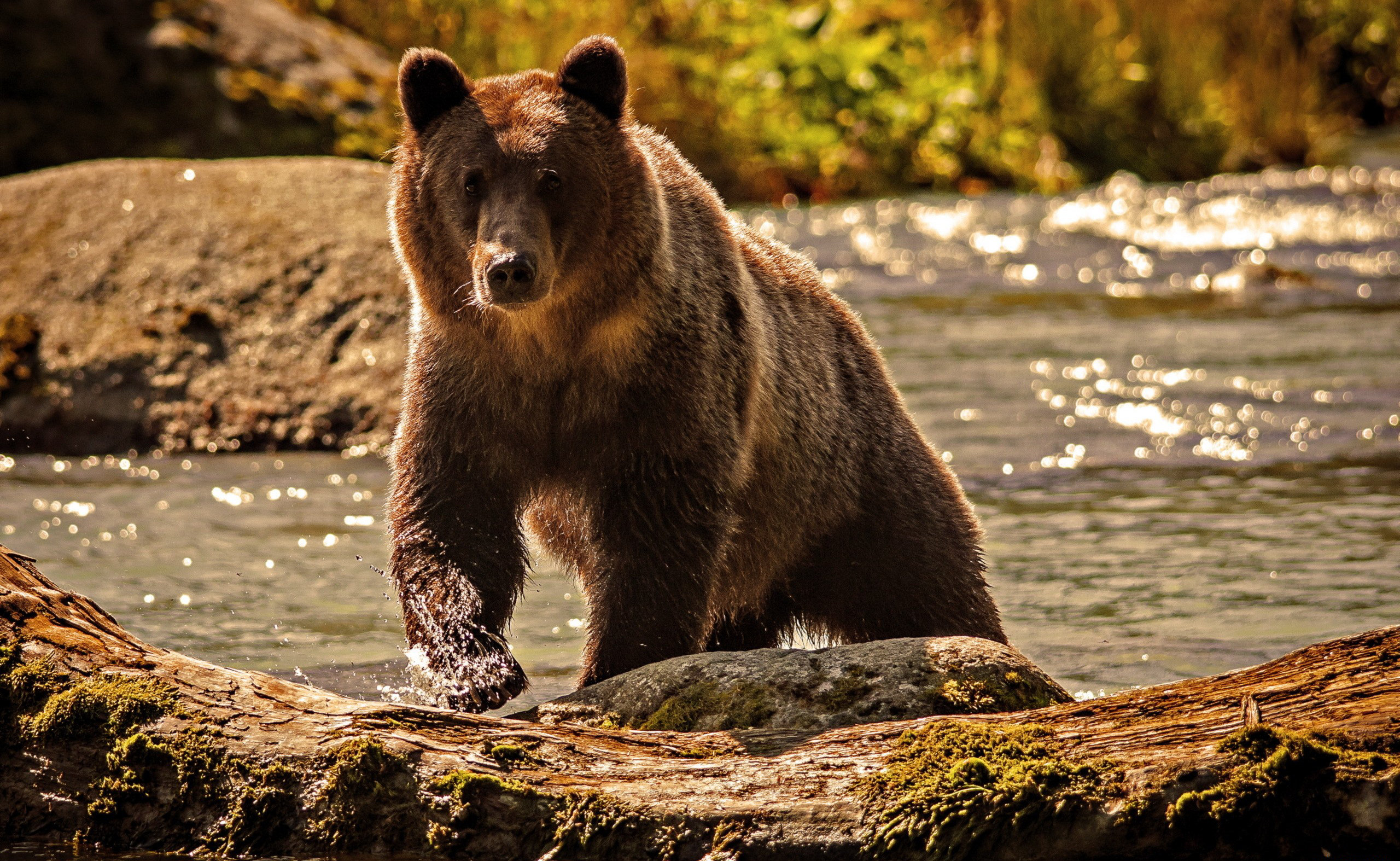 Baixe gratuitamente a imagem Ursos, Urso, Animais na área de trabalho do seu PC