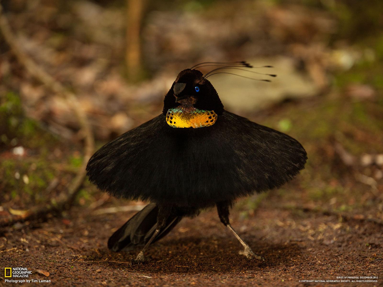 Baixe gratuitamente a imagem Pássaro, Aves, Animais na área de trabalho do seu PC