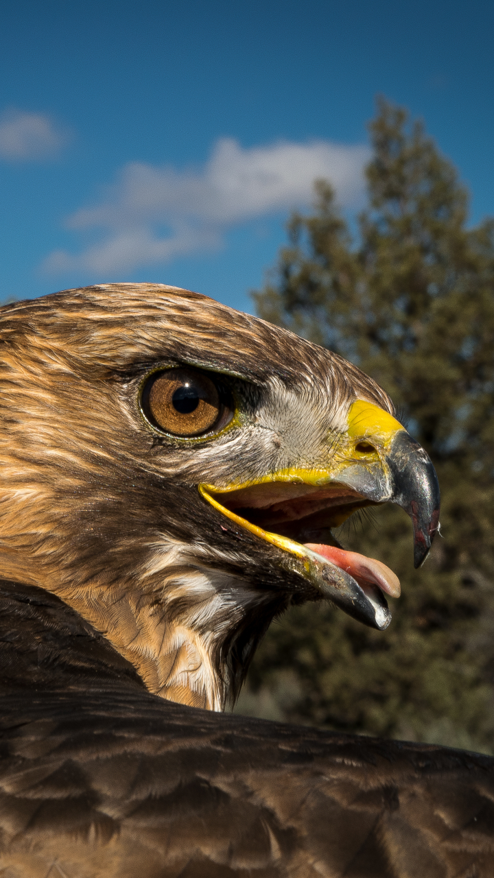 Download mobile wallpaper Birds, Bird, Beak, Falcon, Animal, Bird Of Prey for free.