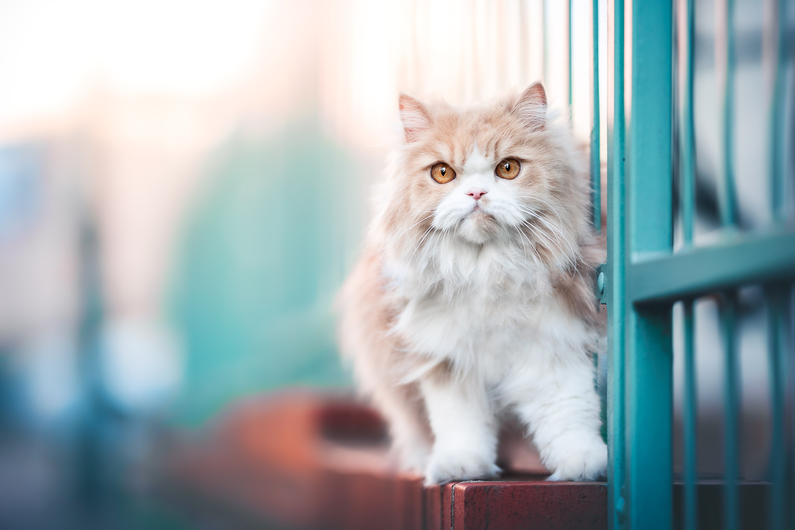 Download mobile wallpaper Cats, Cat, Animal, Persian Cat for free.
