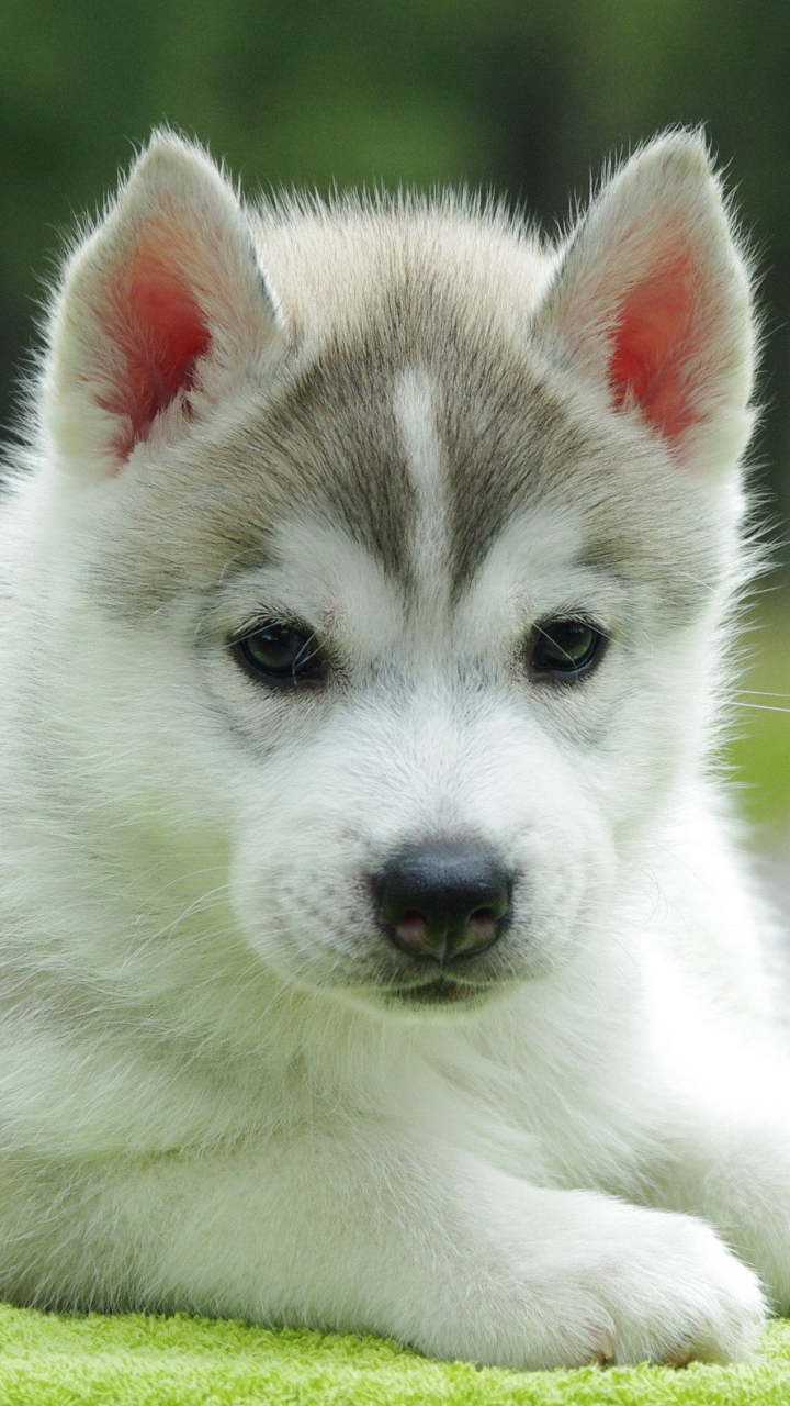 Download mobile wallpaper Dogs, Dog, Animal, Puppy, Husky, Cute for free.