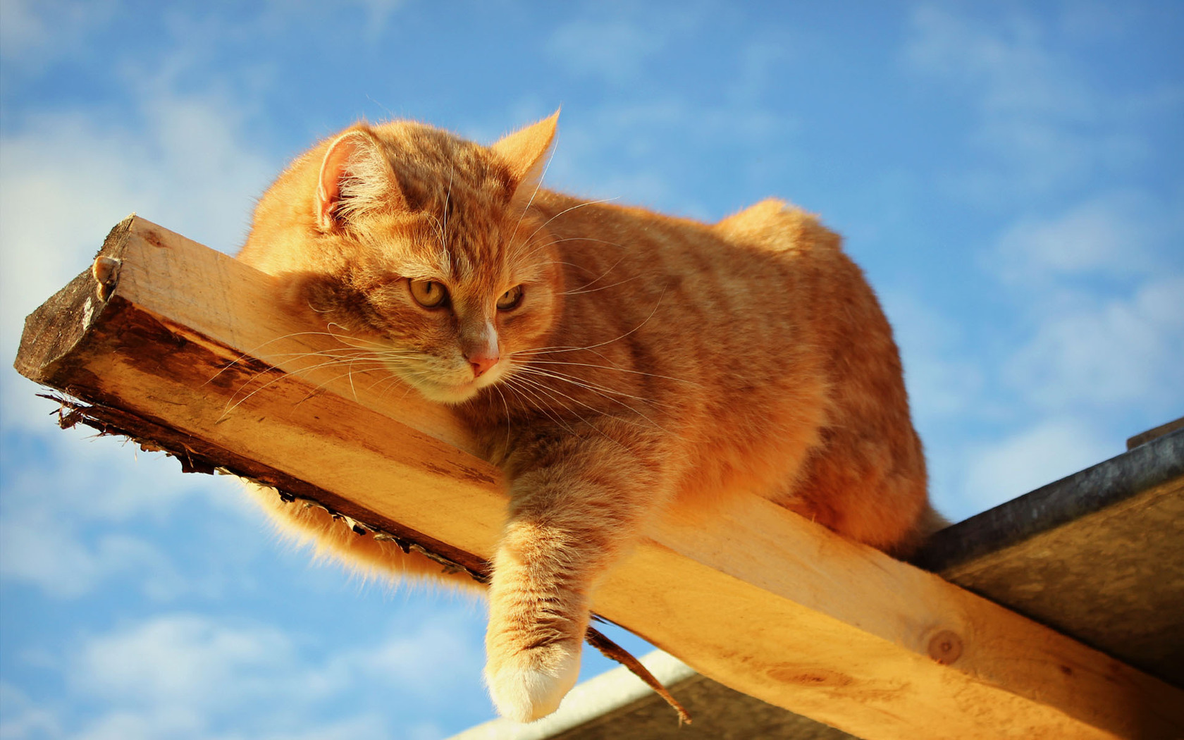 Baixe gratuitamente a imagem Animais, Gato na área de trabalho do seu PC