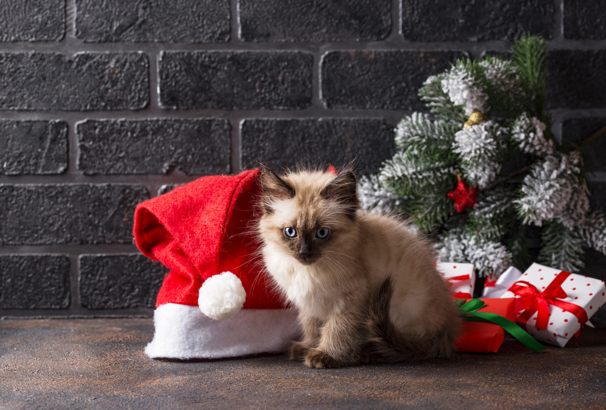 Laden Sie das Tiere, Katzen, Katze, Kätzchen, Geschenk, Tierbaby, Weihnachtsmütze-Bild kostenlos auf Ihren PC-Desktop herunter