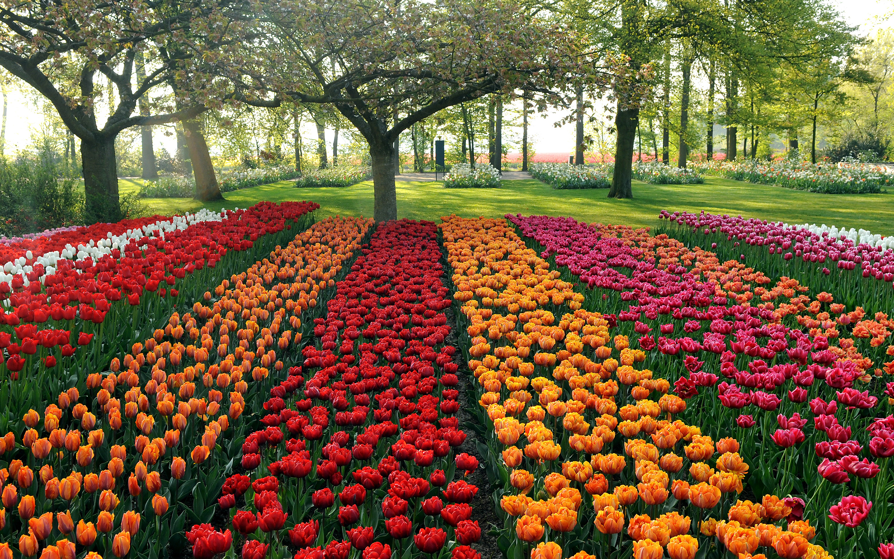 Baixar papel de parede para celular de Tulipa, Flores, Parque, Terra/natureza gratuito.