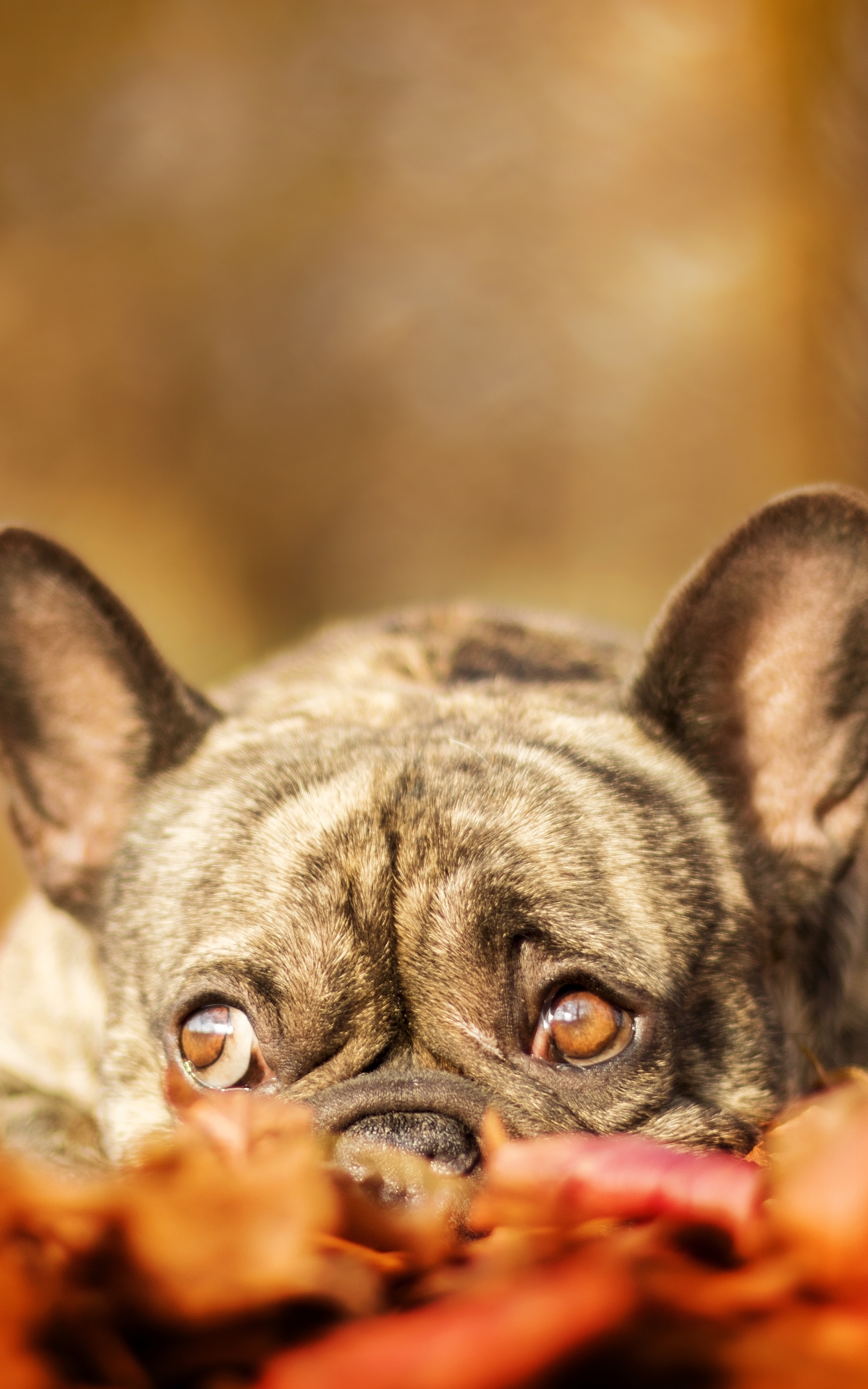 Download mobile wallpaper Dogs, Dog, Fall, Animal, French Bulldog for free.