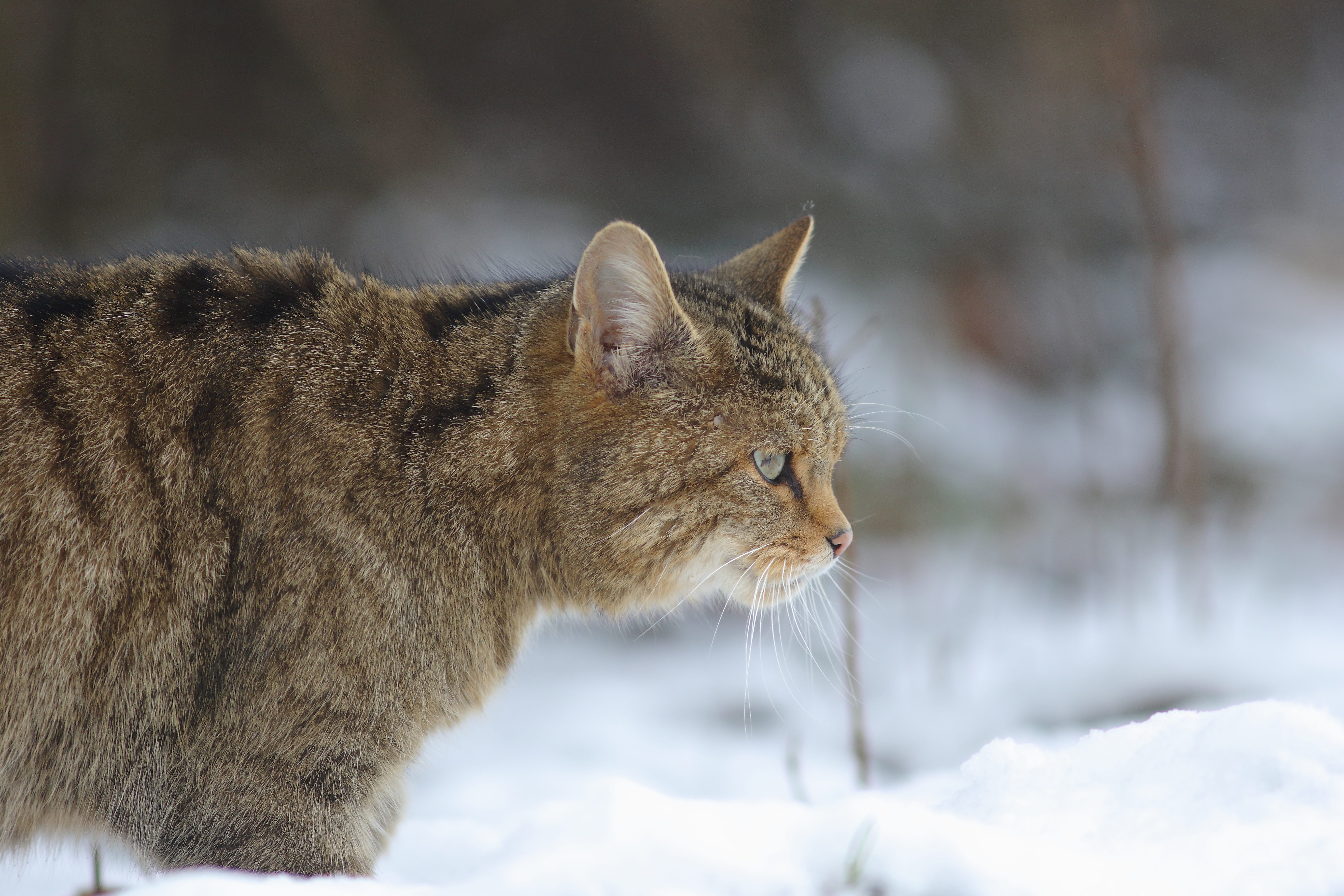 Descarga gratuita de fondo de pantalla para móvil de Animales, Gatos, Nieve, Gato.