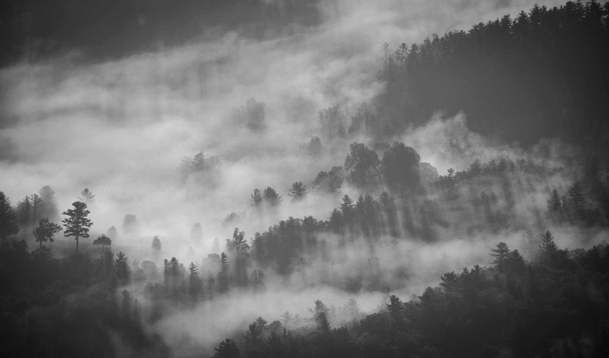 Download mobile wallpaper Nature, Forest, Fog, Earth, Aerial, Black & White for free.