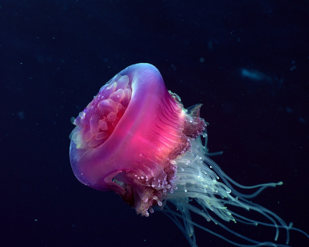 1447750 descargar imagen animales, medusa: fondos de pantalla y protectores de pantalla gratis