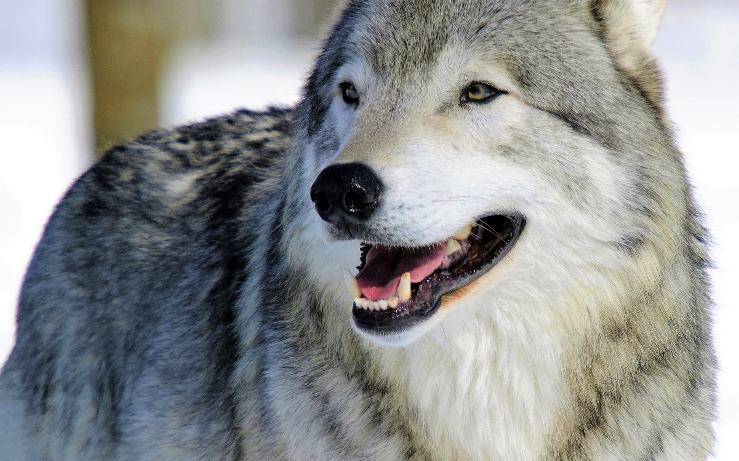 PCデスクトップに動物, オオカミ, 閉じる, 狼画像を無料でダウンロード