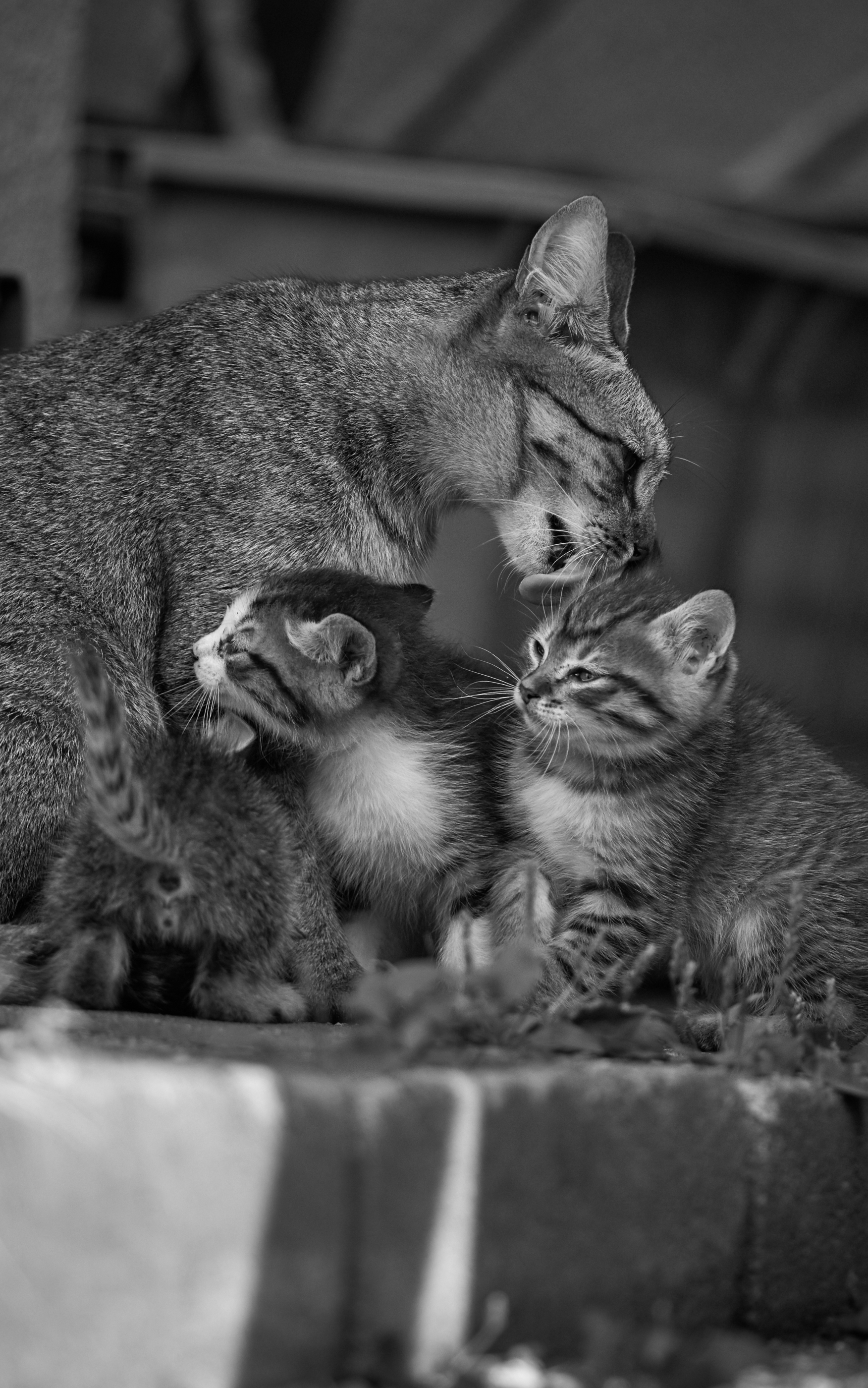 Скачати мобільні шпалери Кішка, Кошеня, Тварина, Милий, Коти, Чорний Білий, Дитинча Тварини безкоштовно.