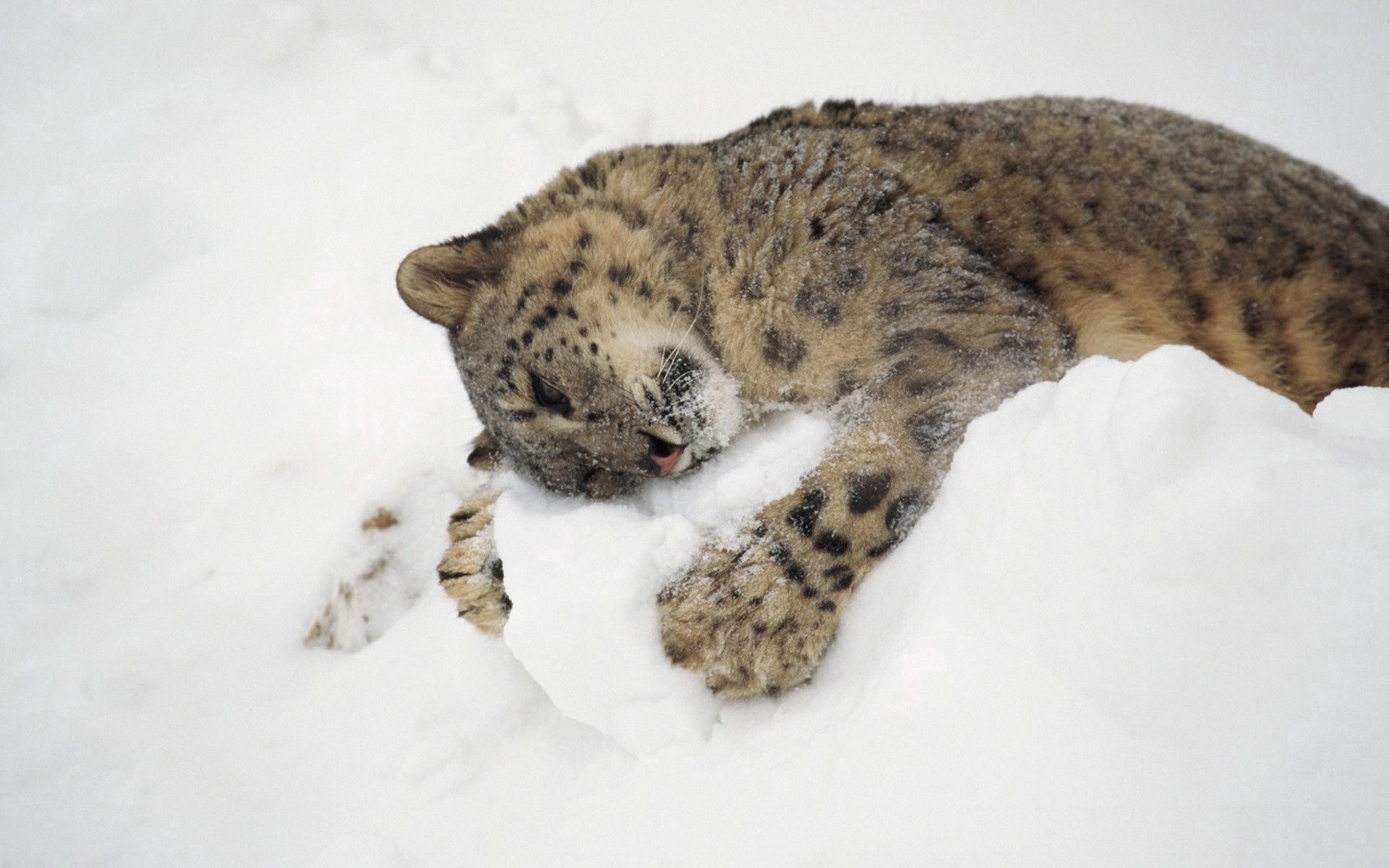 snow leopard, animals, snow, to lie down, lie, playful 8K