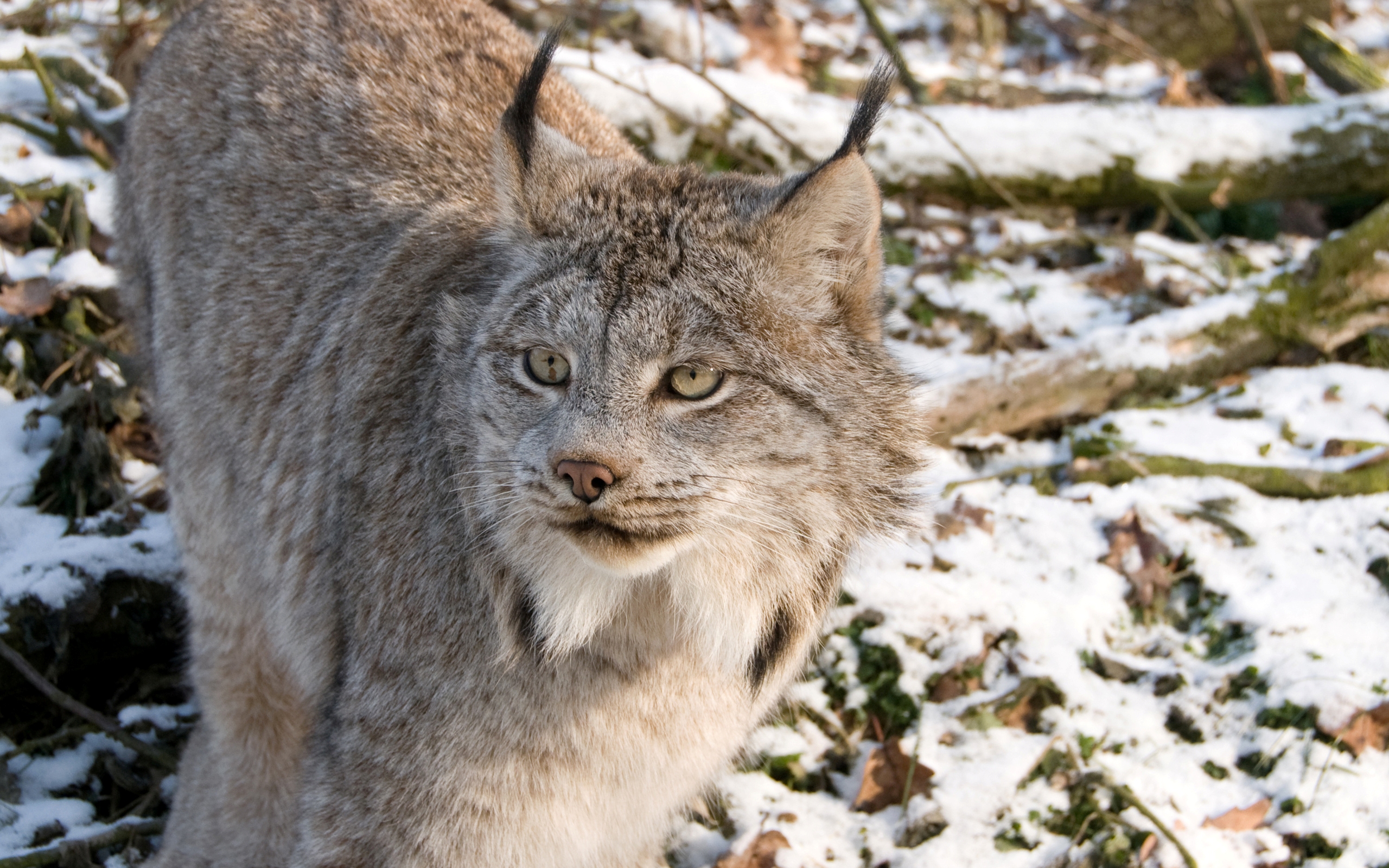 Téléchargez des papiers peints mobile Lynx, Chats, Animaux gratuitement.