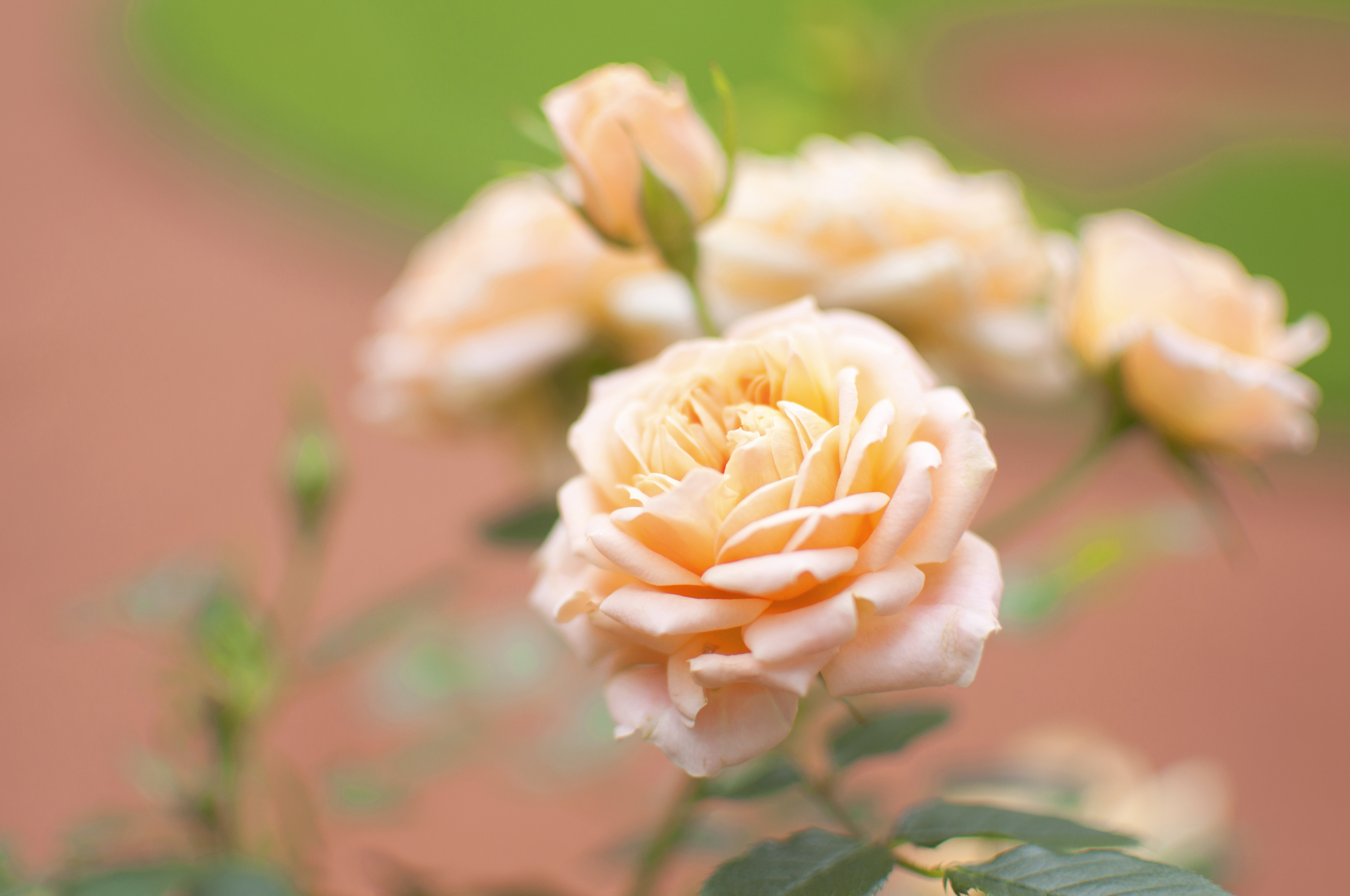 Download mobile wallpaper Bud, Macro, Rose Flower, Flower, Rose, Smooth, Flowers, Blur for free.