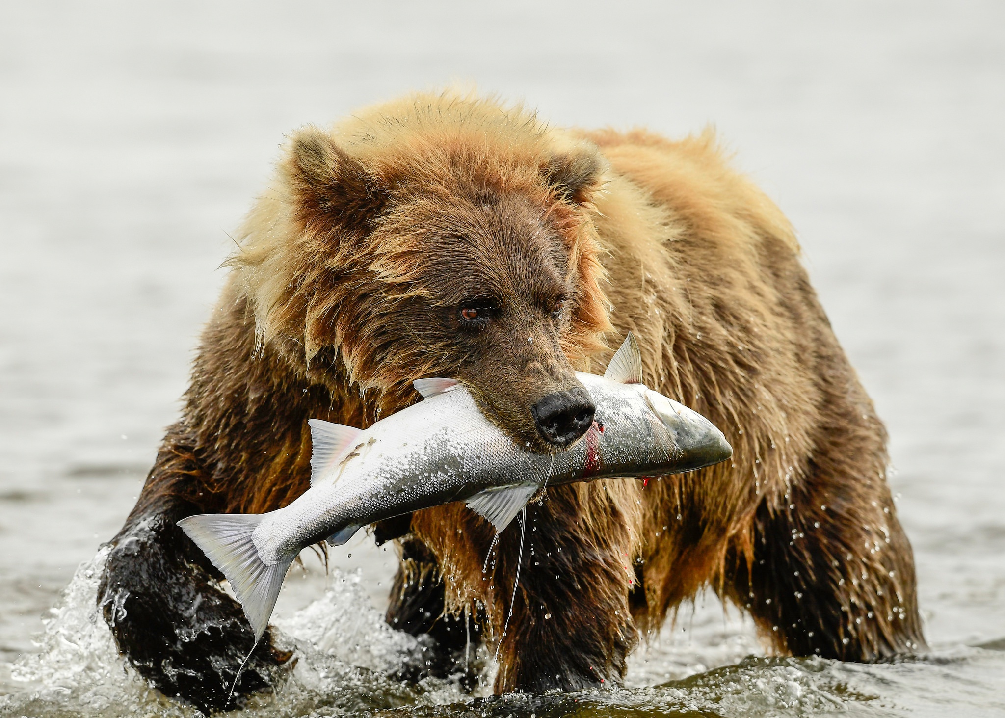 Handy-Wallpaper Tiere, Bären, Bär, Fisch kostenlos herunterladen.