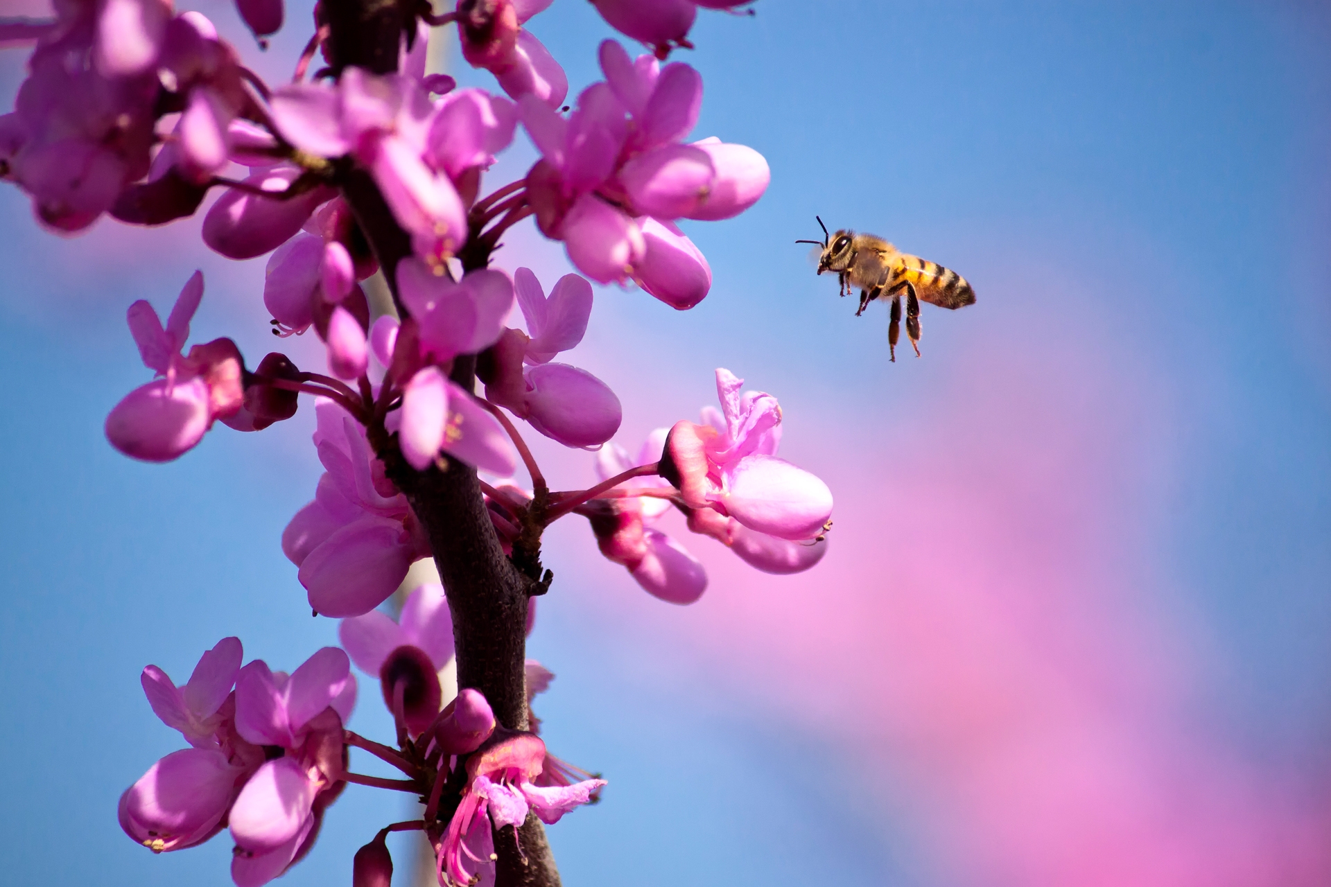 bee, flowers, macro, branch, flight, spring QHD