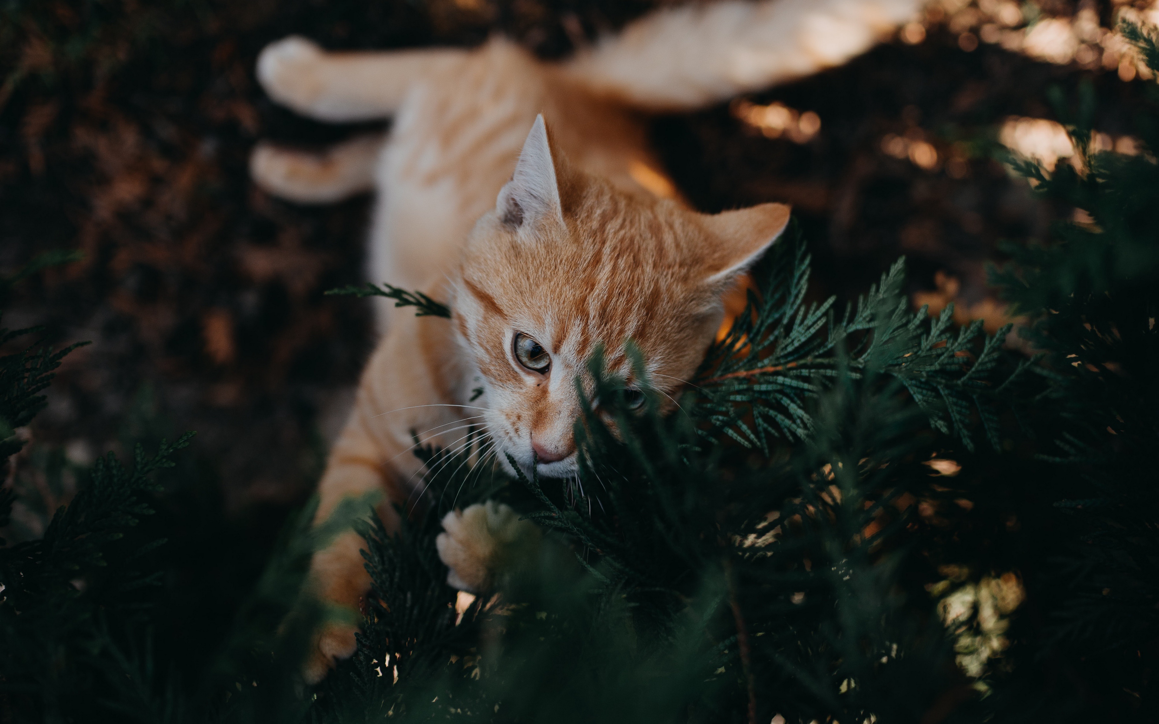 Baixe gratuitamente a imagem Animais, Gatos, Gato na área de trabalho do seu PC