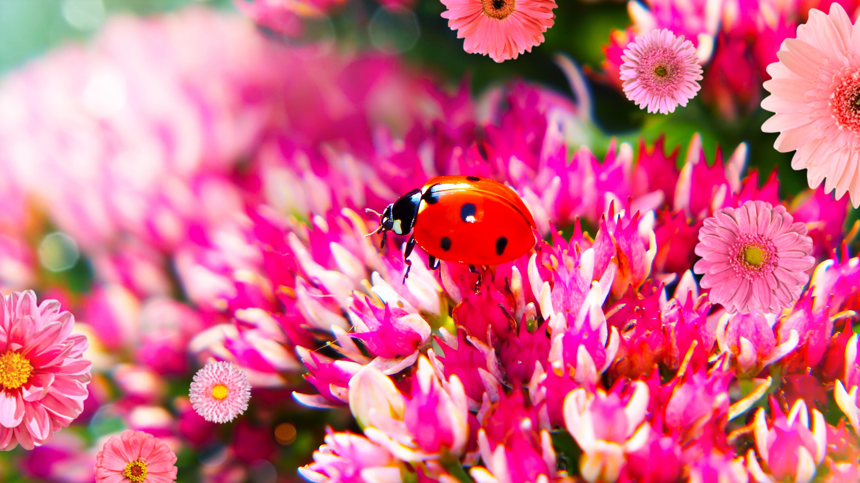 Download mobile wallpaper Flower, Macro, Insect, Animal, Ladybug, Pink Flower for free.