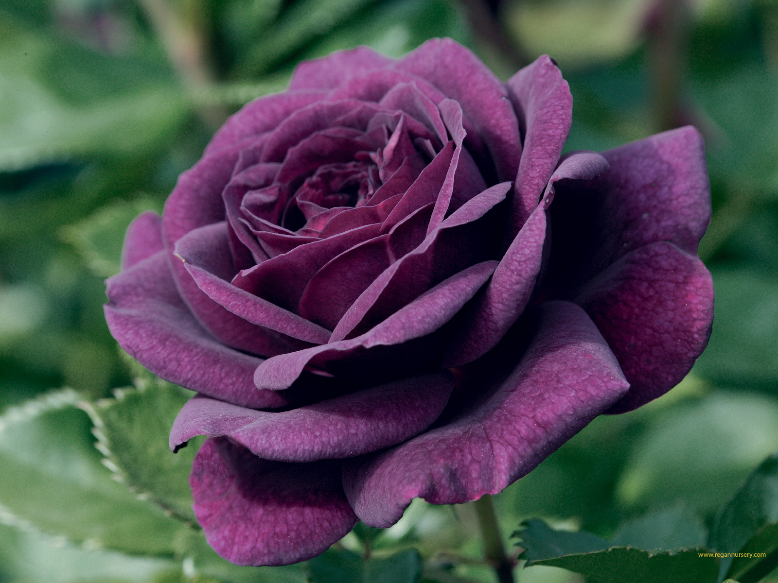 Free download wallpaper Flowers, Rose, Close Up, Earth, Purple Flower on your PC desktop