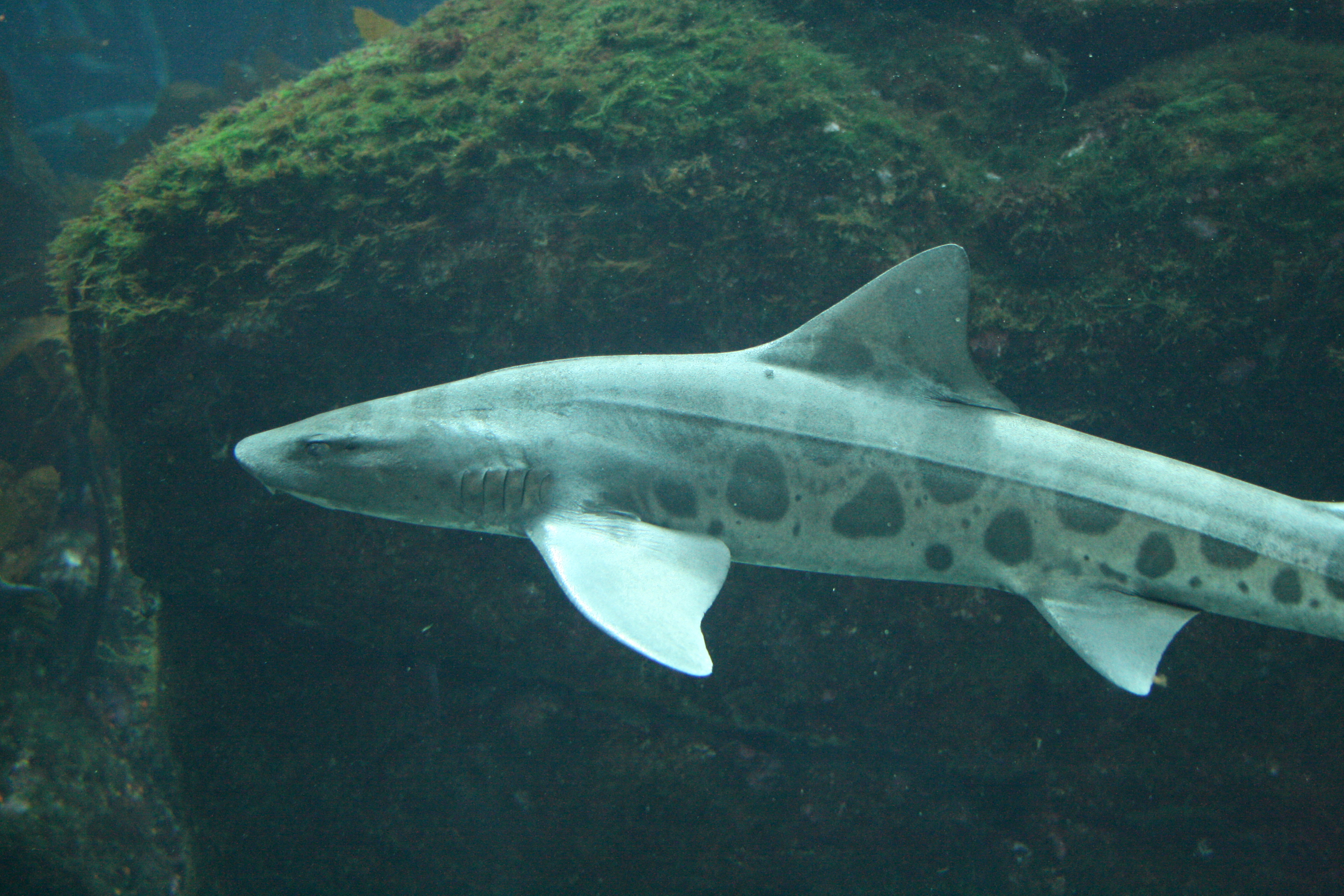 340084 baixar imagens animais, tubarão leopardo - papéis de parede e protetores de tela gratuitamente