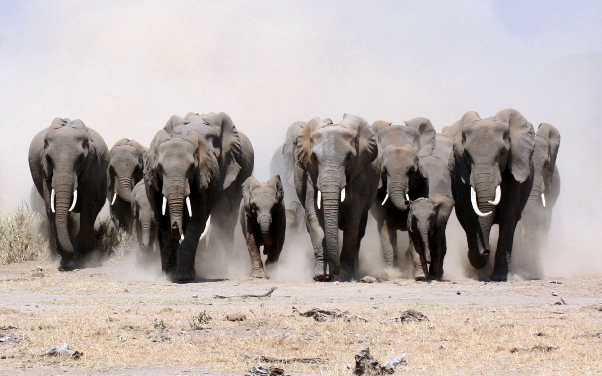 elephants, run away, lot, animals, sand, dust, run
