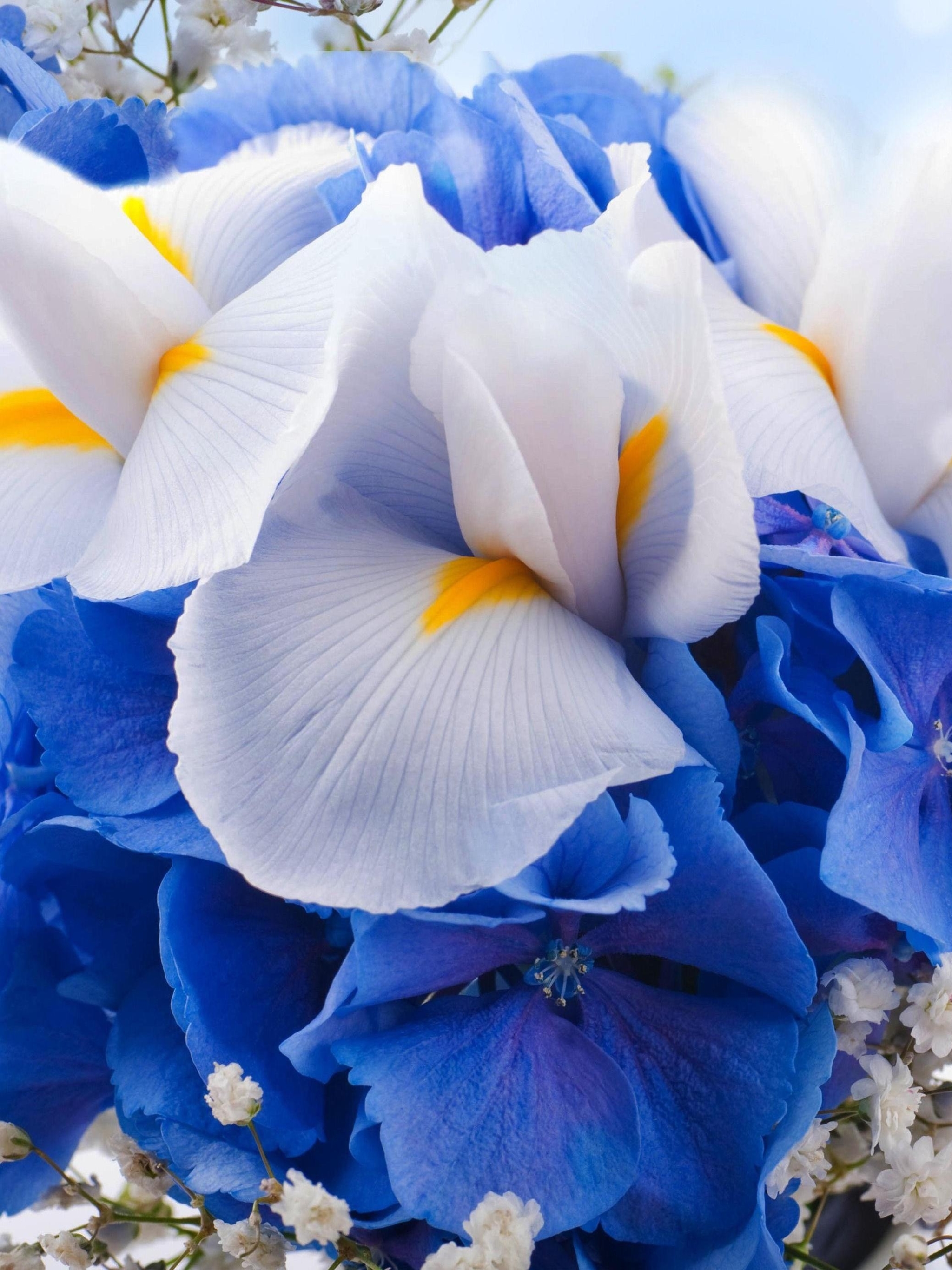 Download mobile wallpaper Flowers, Iris, Earth, White Flower, Blue Flower, Baby's Breath for free.