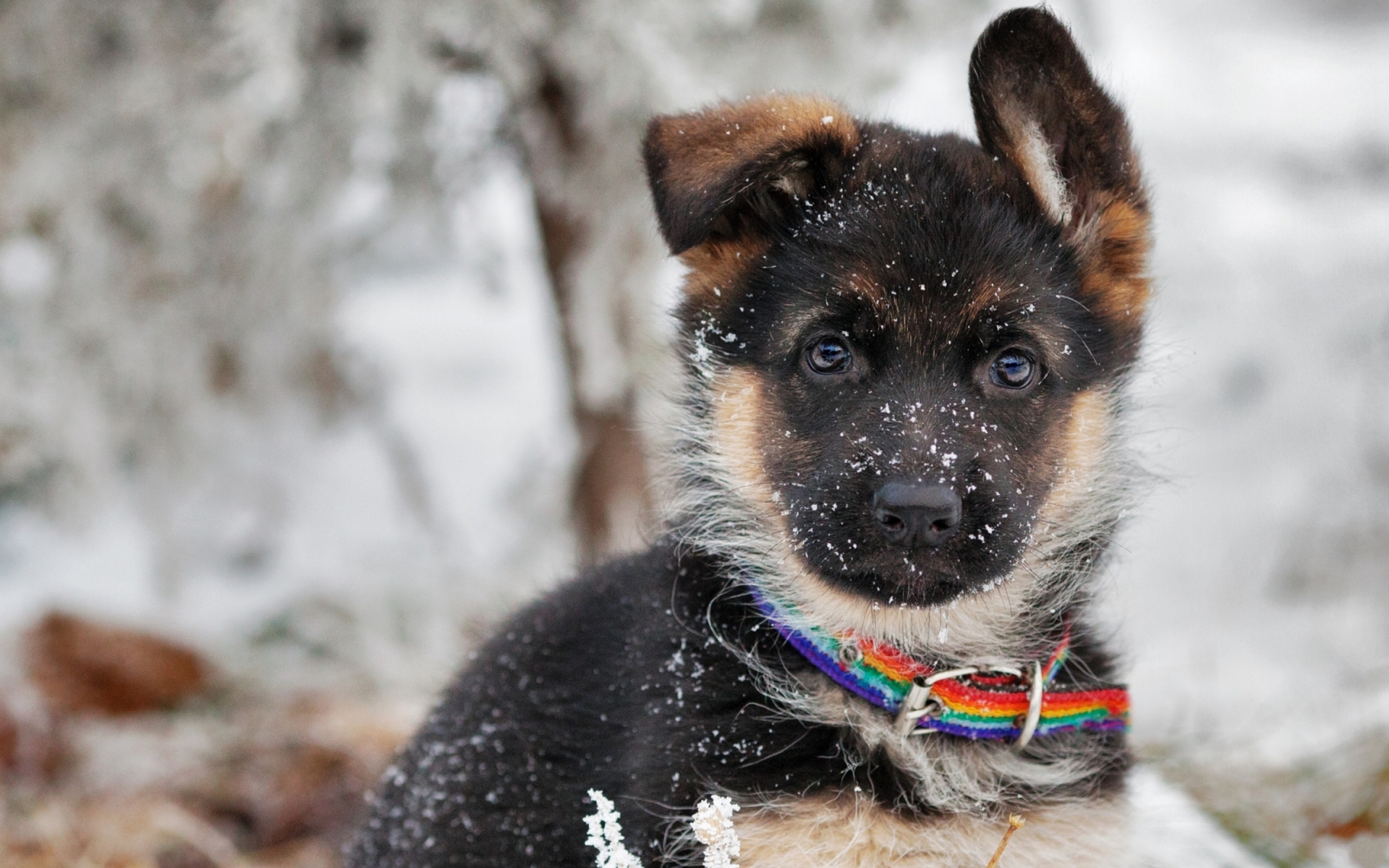 Laden Sie das Tiere, Hunde, Welpen-Bild kostenlos auf Ihren PC-Desktop herunter