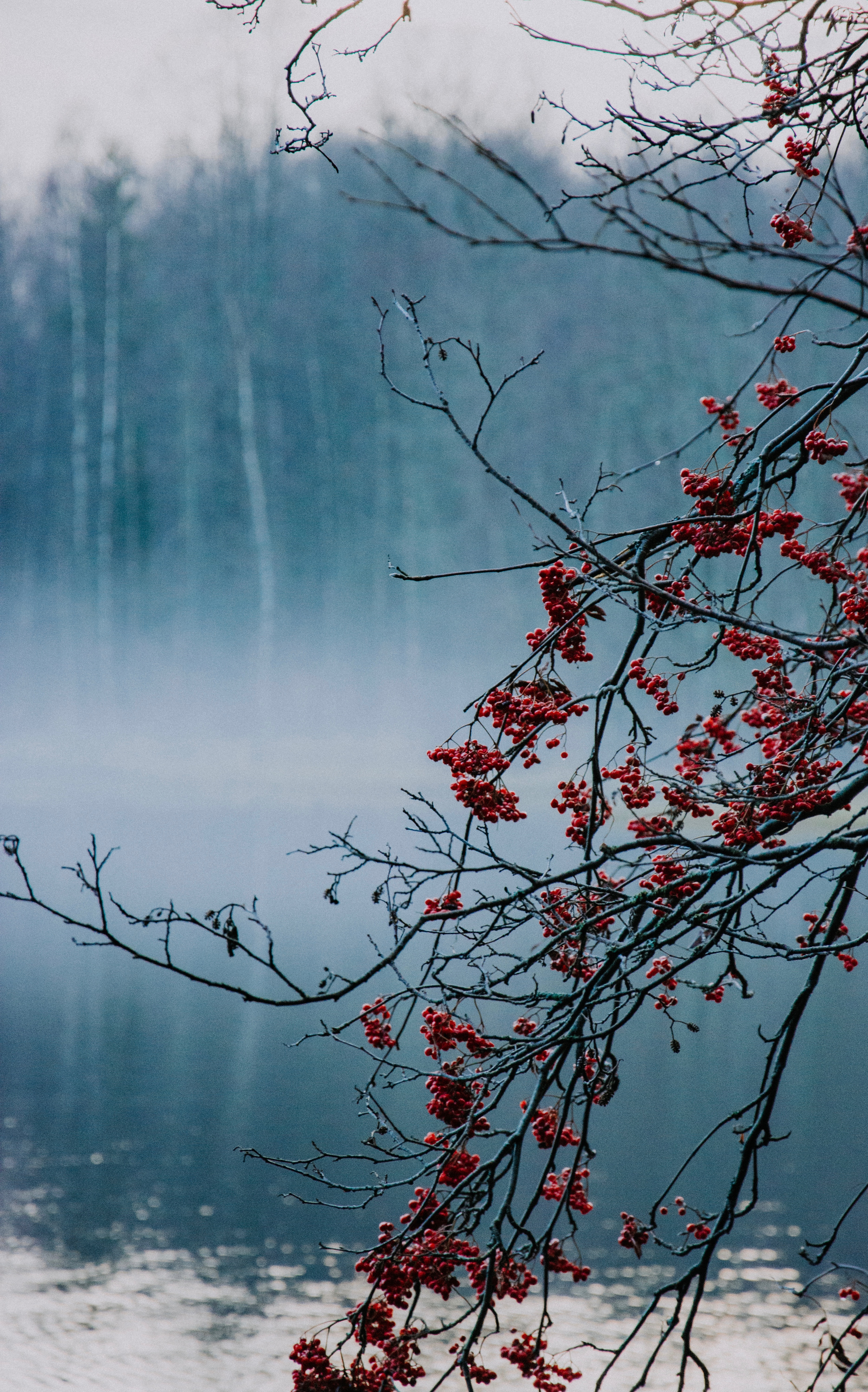 Free download wallpaper Nature, Berries, Lake, Branches, Fog on your PC desktop