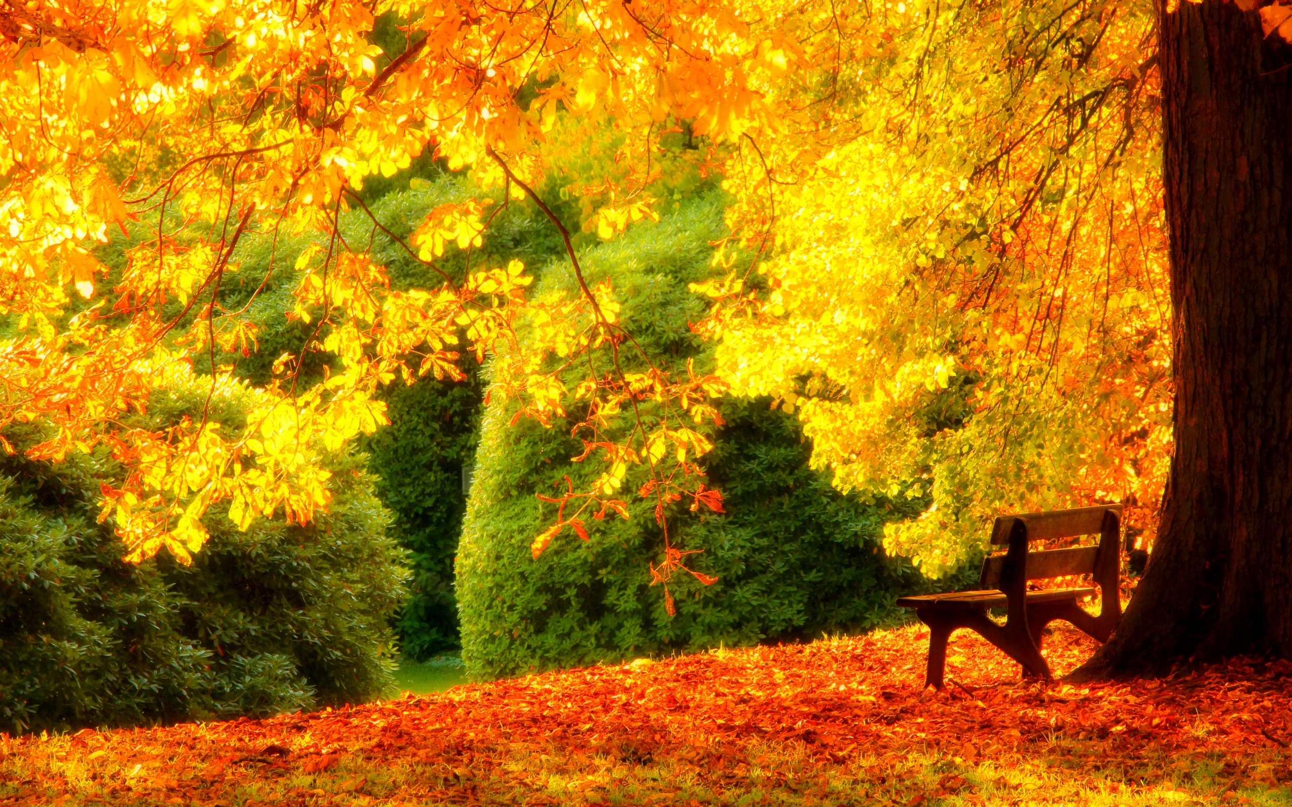 Скачать обои бесплатно Осень, Парк, Дерево, Листва, Солнечный Свет, Скамья, Сделано Человеком картинка на рабочий стол ПК