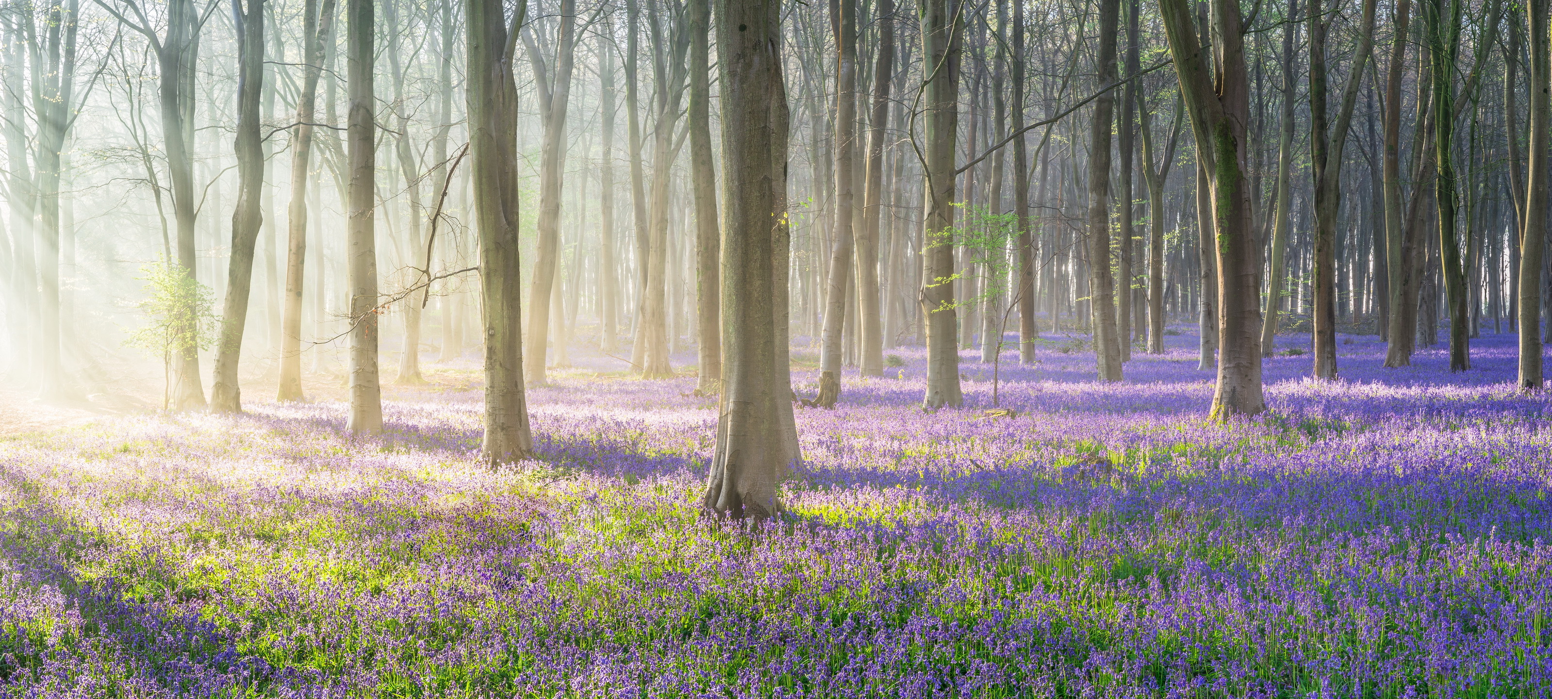 Free download wallpaper Nature, Flowers, Flower, Forest, Tree, Earth, Sunbeam, Purple Flower on your PC desktop