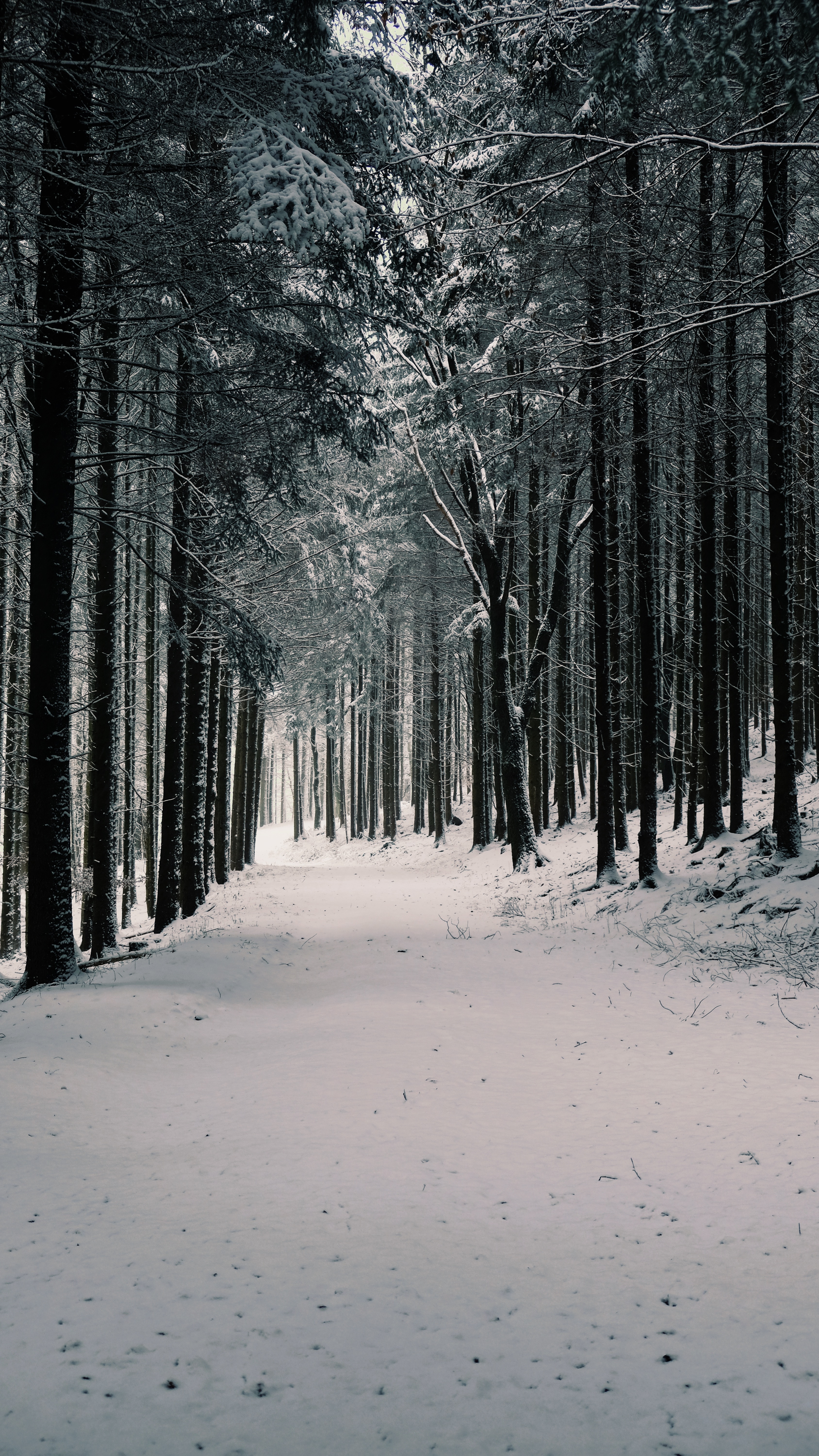 Скачать обои бесплатно Сосны, Природа, Деревья, Снег, Лес, Зима картинка на рабочий стол ПК