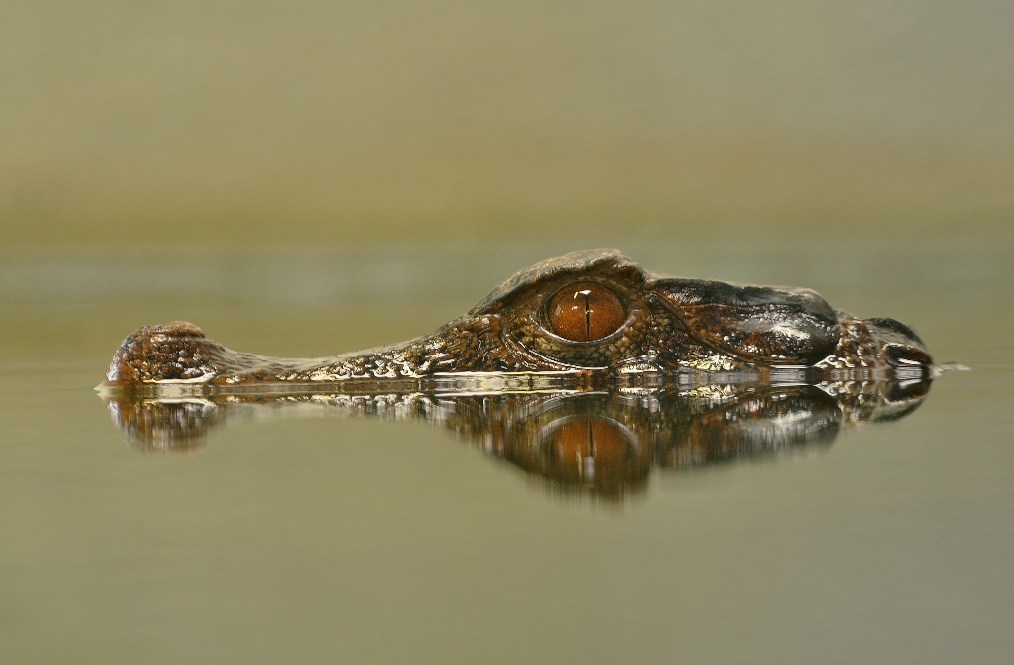 Handy-Wallpaper Krokodil, Reptilien, Auge, Tiere, Spiegelung kostenlos herunterladen.