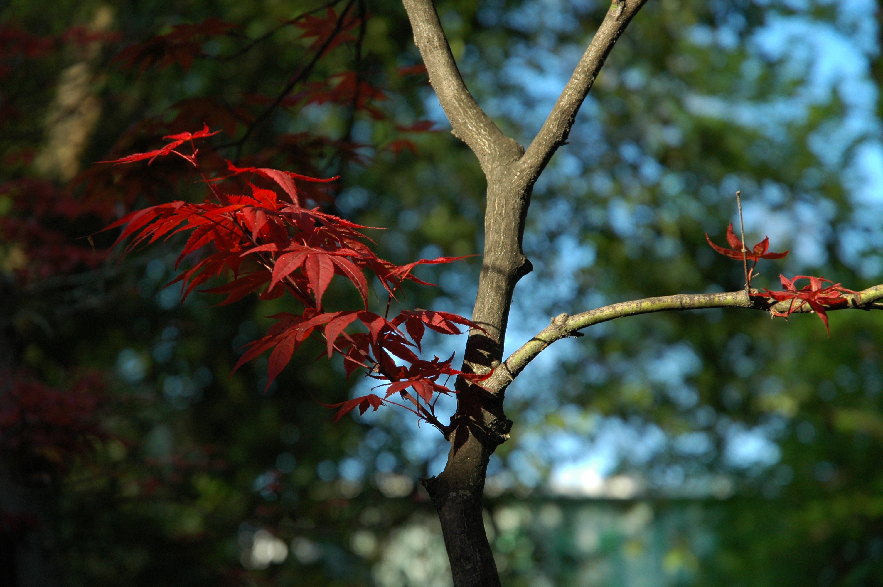 Download mobile wallpaper Leaf, Fall, Branch, Earth for free.