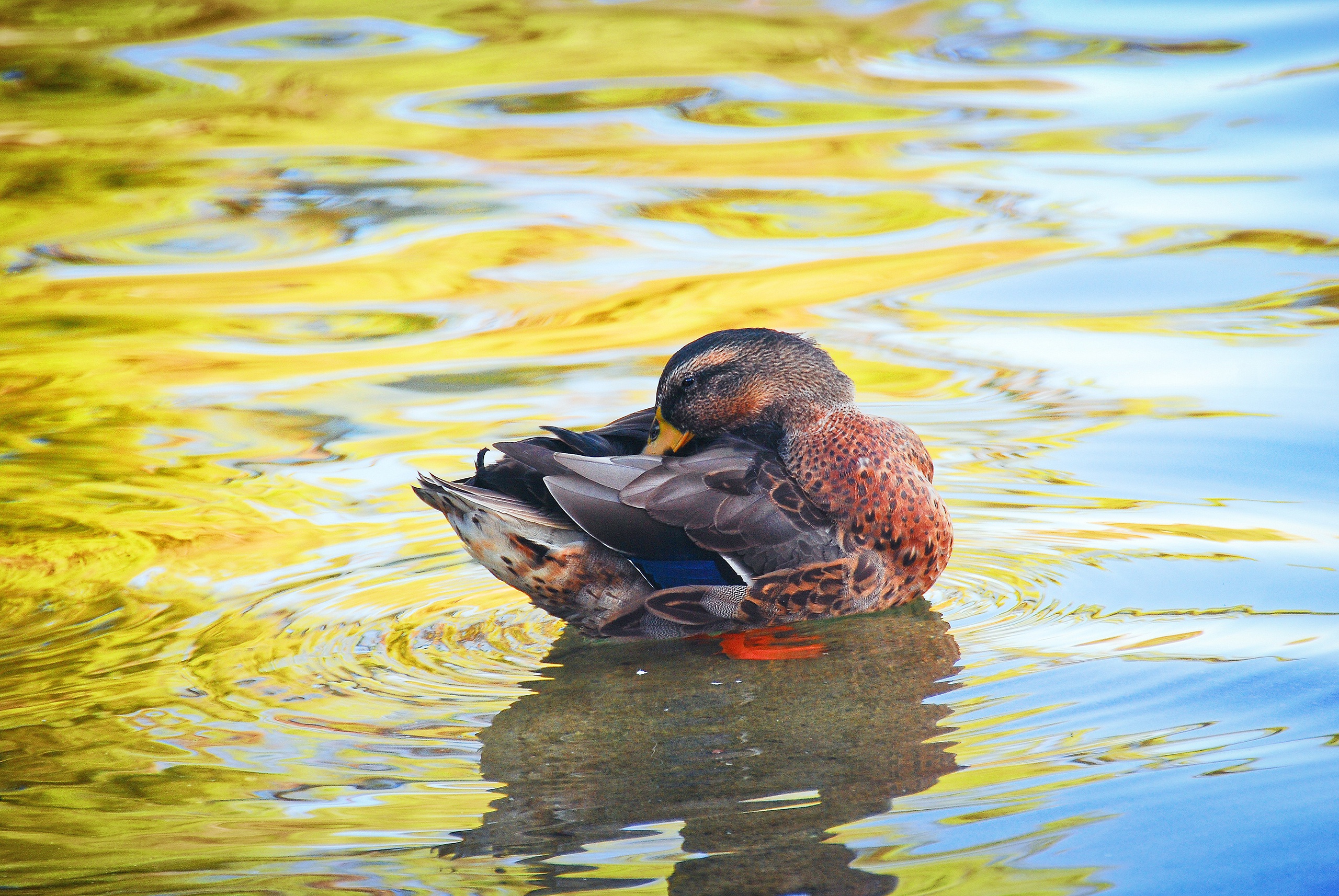 Téléchargez des papiers peints mobile Animaux, Oiseau, Canard, Étang, Des Oiseaux gratuitement.