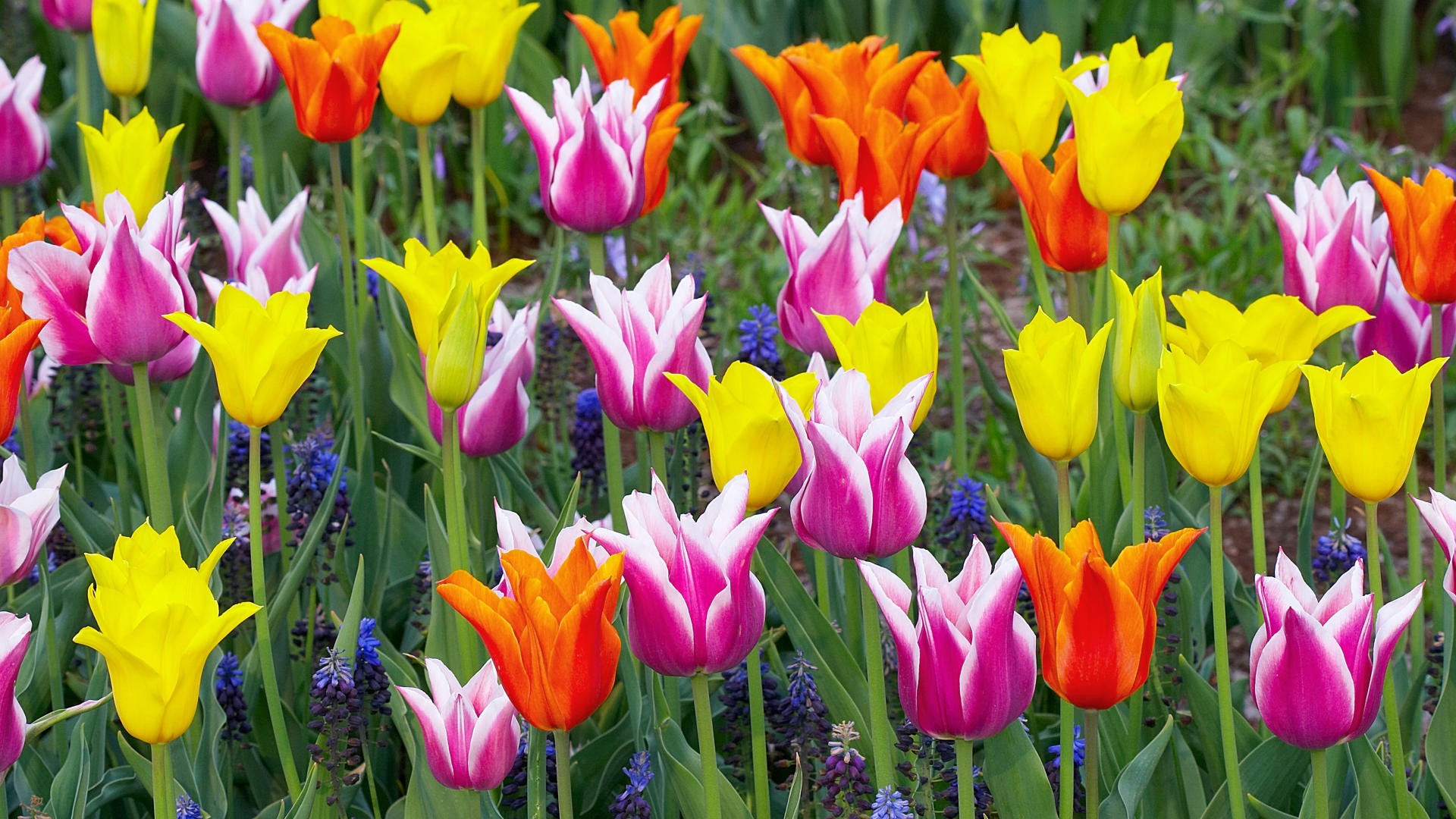 Laden Sie das Blumen, Blume, Farben, Bunt, Tulpe, Gelbe Blume, Erde/natur, Pinke Blume, Orangene Blume-Bild kostenlos auf Ihren PC-Desktop herunter