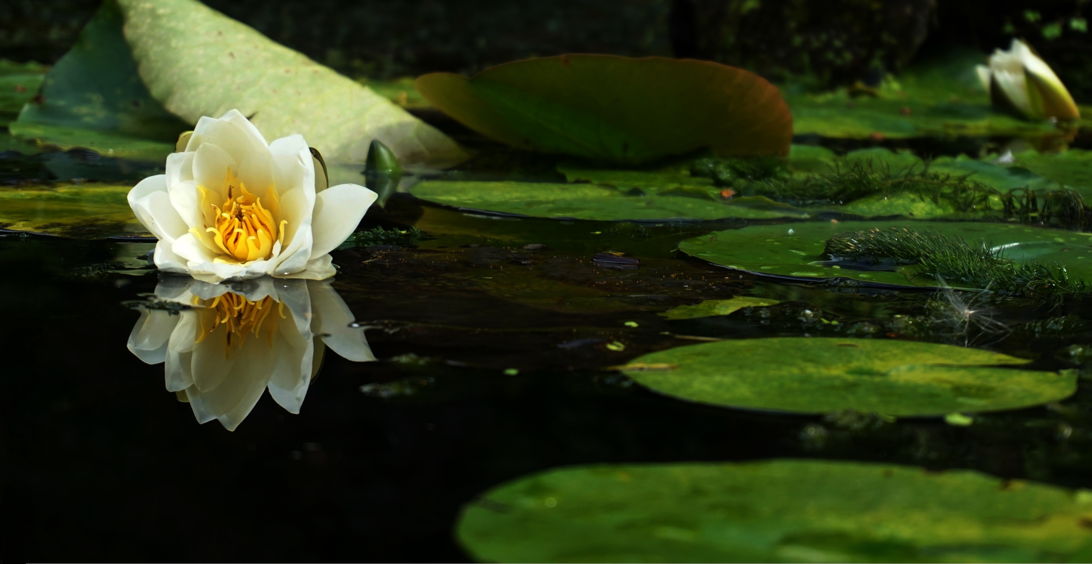 Téléchargez gratuitement l'image Fleurs, Lotus, Fleur, Fleur Blanche, La Nature, Terre/nature sur le bureau de votre PC