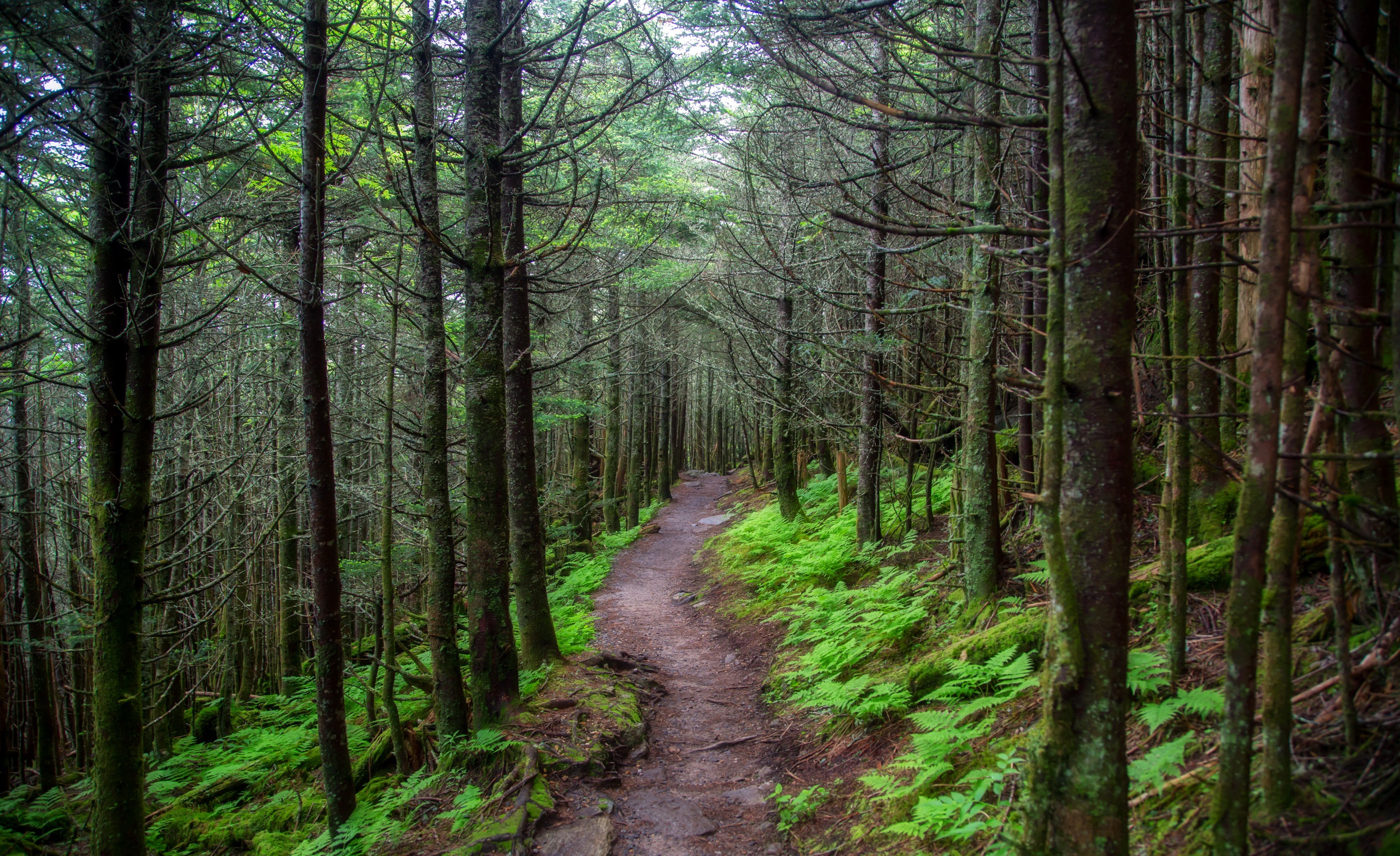 Descarga gratuita de fondo de pantalla para móvil de Naturaleza, Camino, Bosque, Árbol, Tierra/naturaleza.