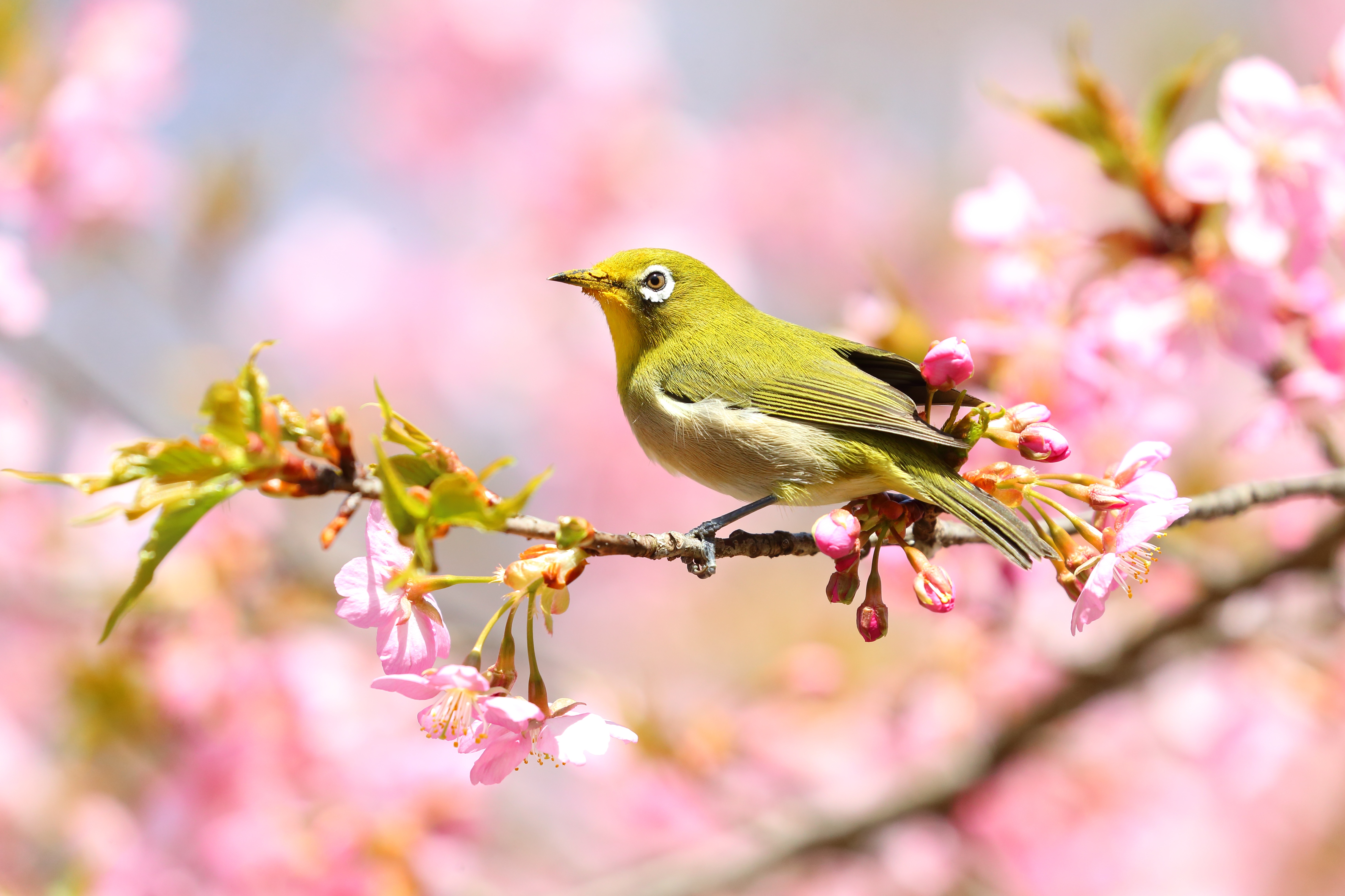 Handy-Wallpaper Tiere, Vögel, Japanbrillenvogel kostenlos herunterladen.