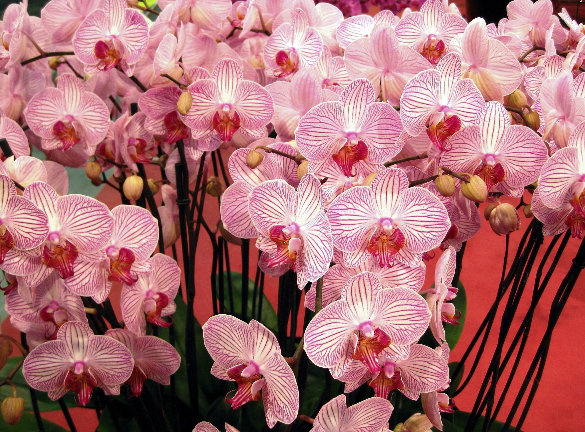 130567 скачать обои орхидеи, красиво, букет, цветы, ветки - заставки и картинки бесплатно