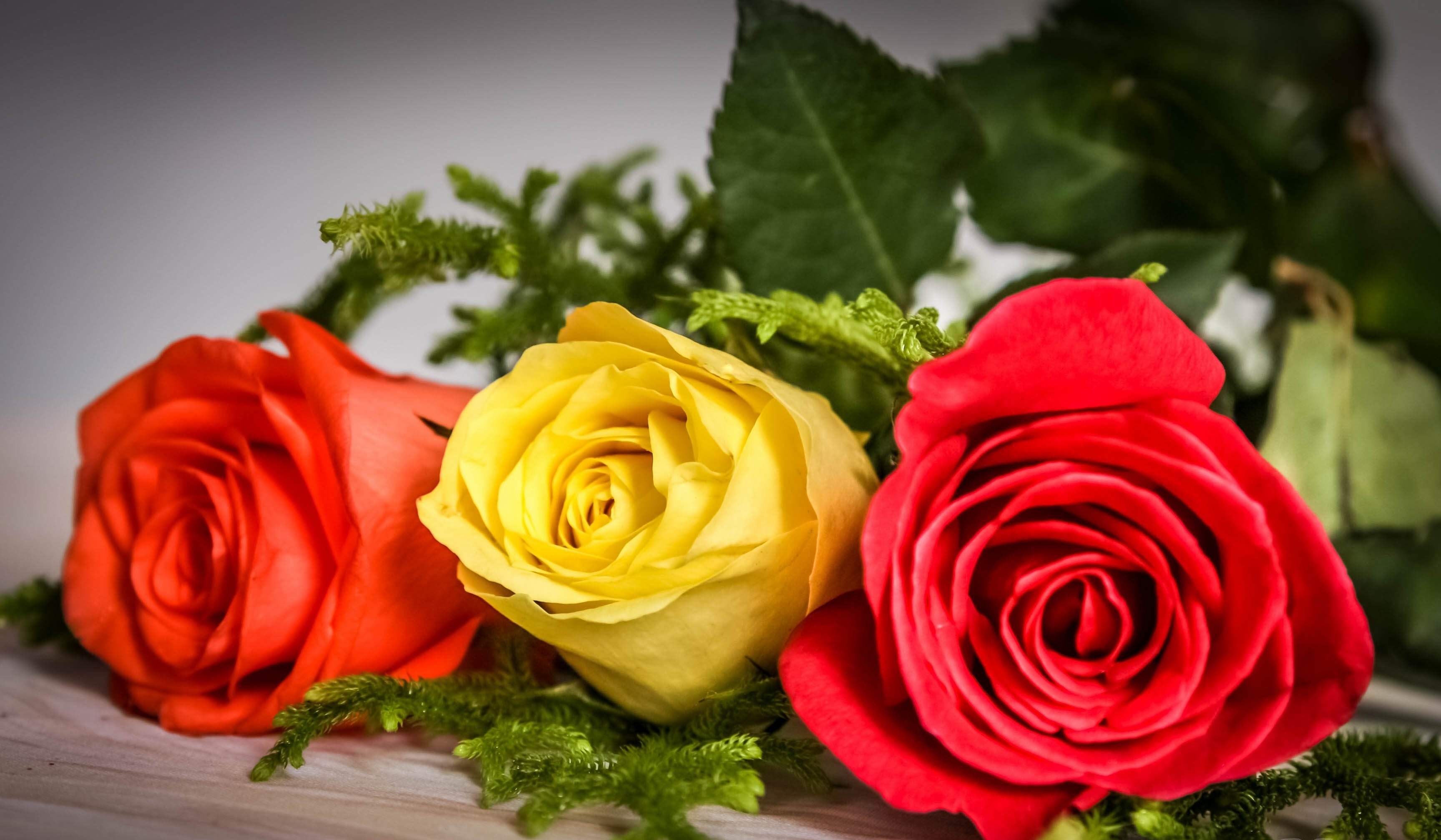 Скачати мобільні шпалери Квітка, Роза, Земля, Жовта Квітка, Червона Квітка, Апельсинова Квітка, Флауерзи безкоштовно.