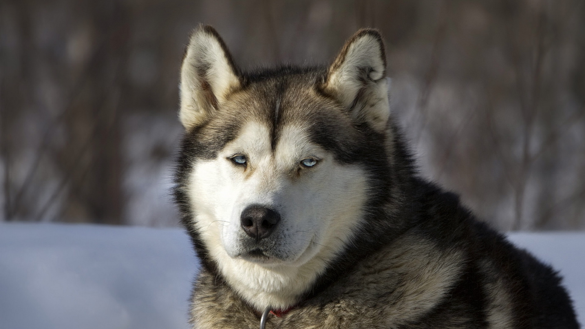 Descarga gratuita de fondo de pantalla para móvil de Perro Esquimal, Perros, Animales.