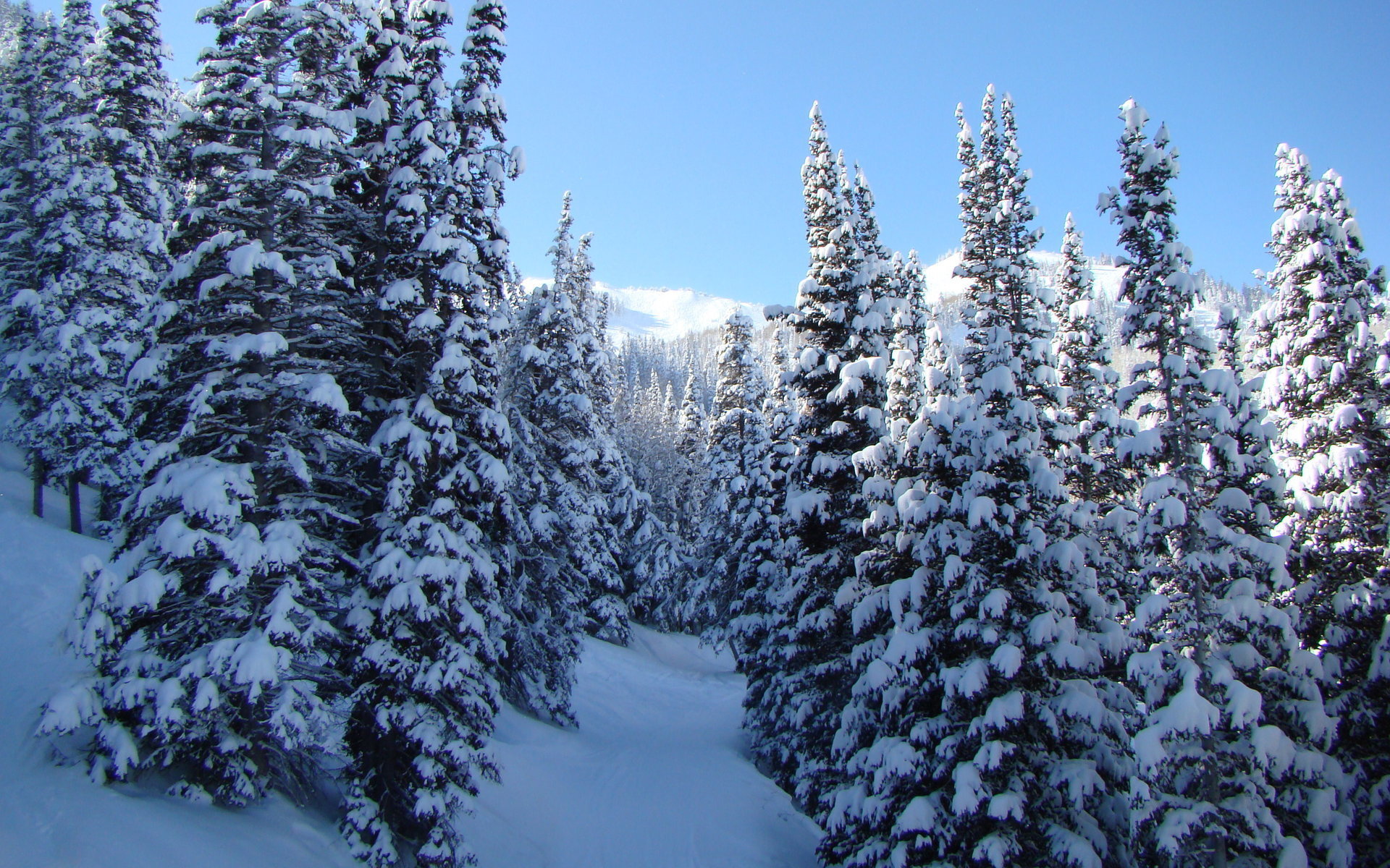 Handy-Wallpaper Winter, Schnee, Wald, Baum, Erde/natur kostenlos herunterladen.