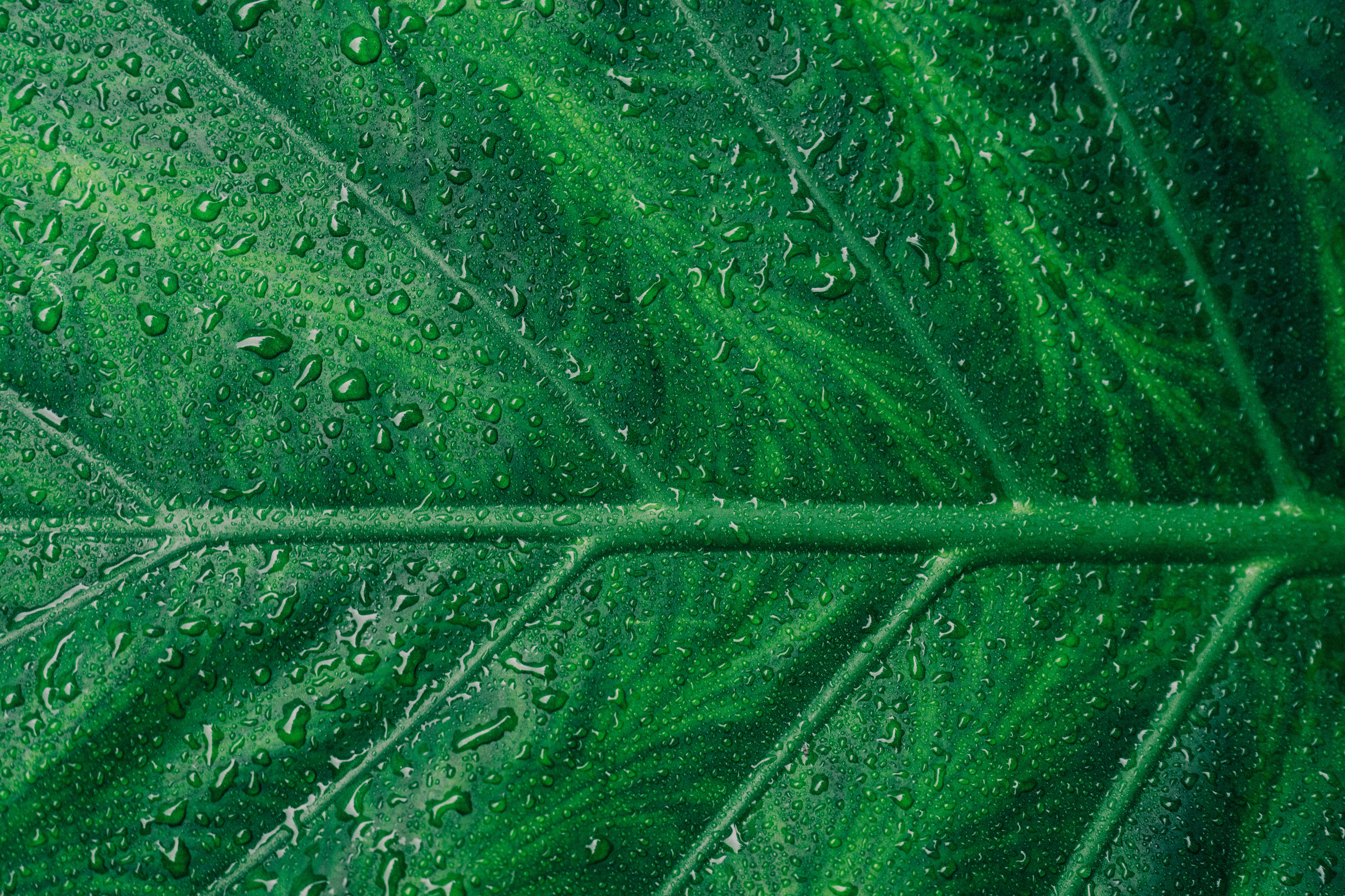 sheet, drops, macro, leaf, veins Panoramic Wallpaper